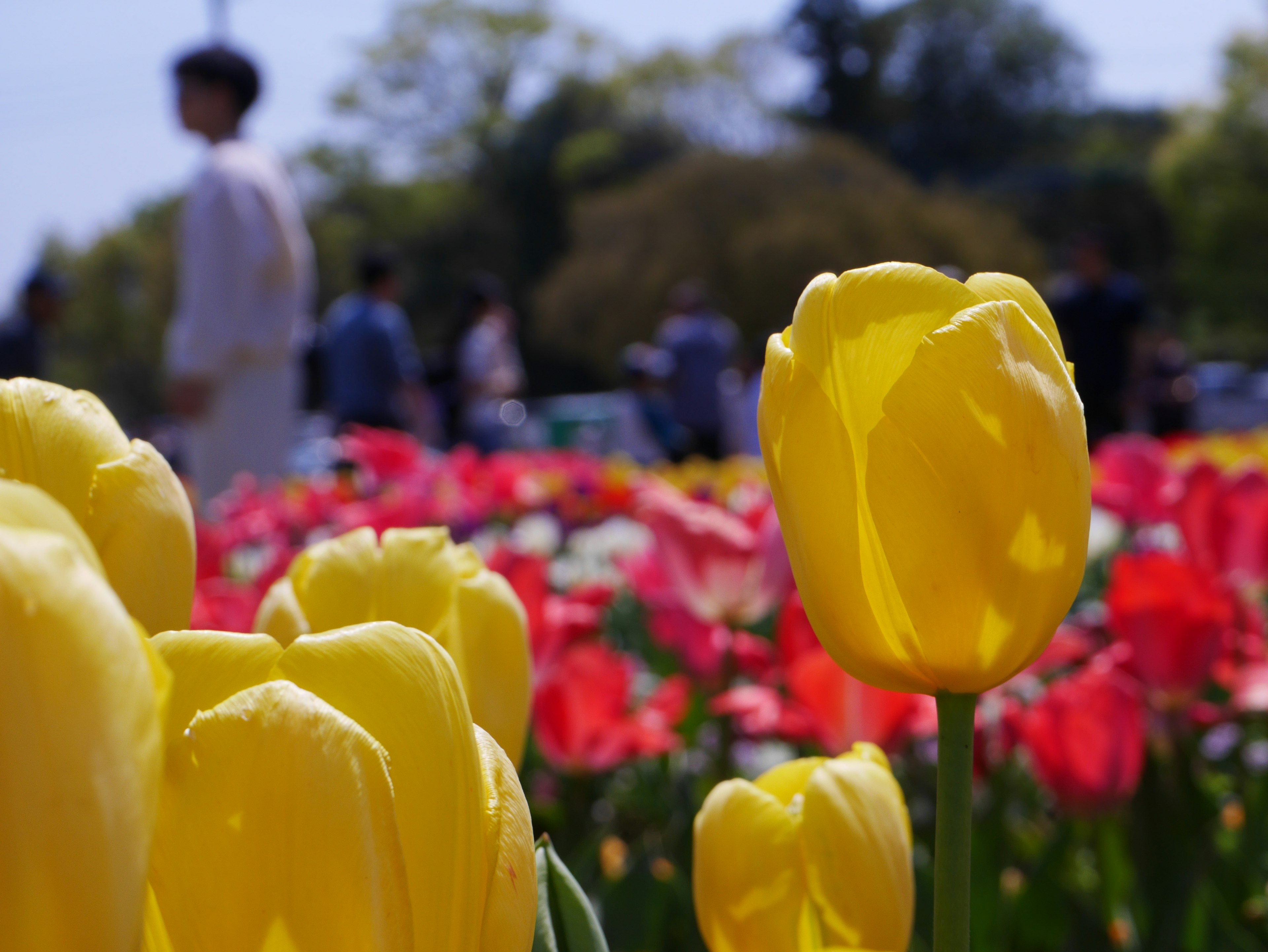 Una escena vibrante de un parque con tulipanes en flor, tulipanes amarillos en primer plano y tulipanes rojos al fondo con personas