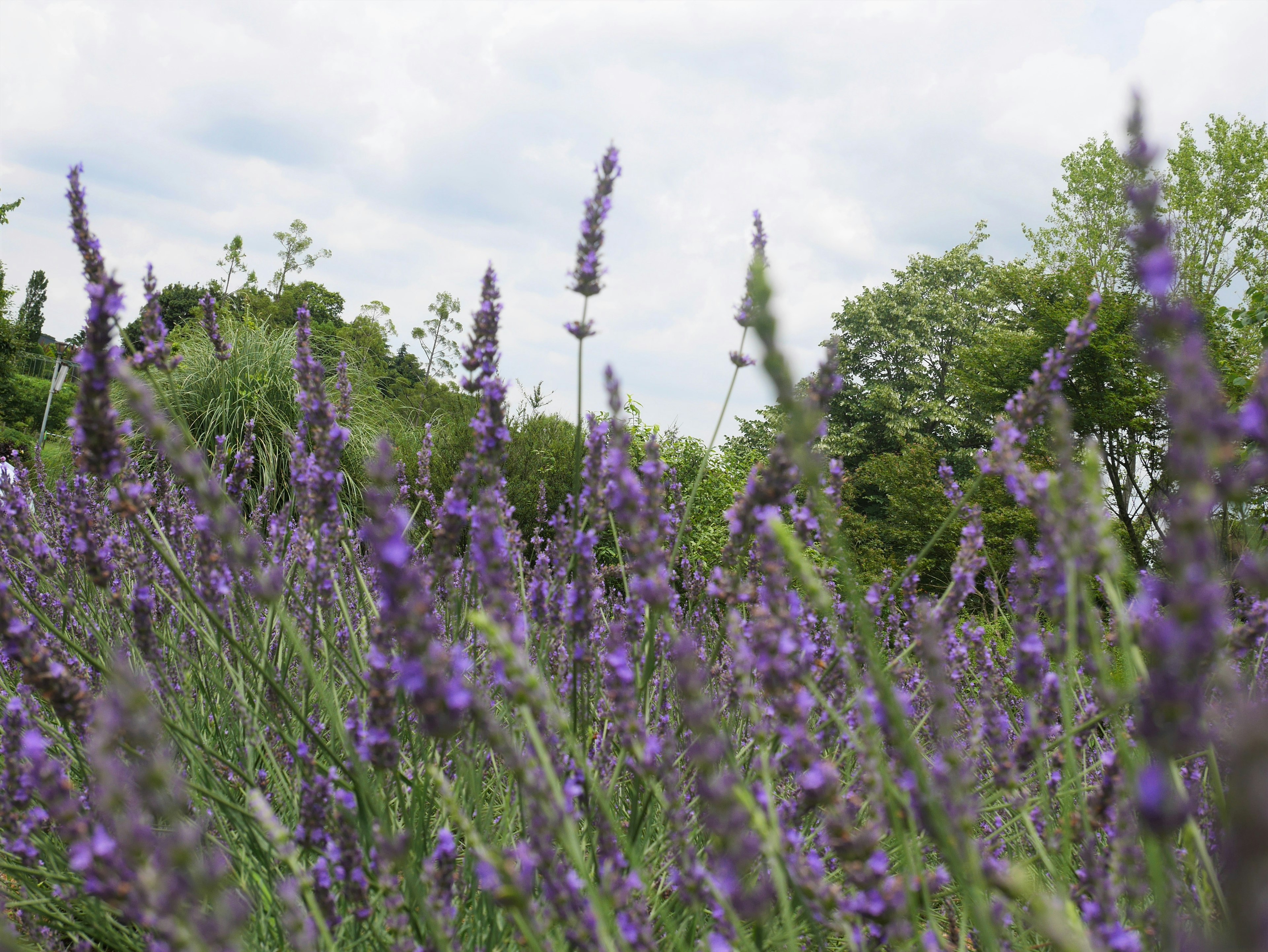 Campo di fiori di lavanda viola che ondeggiano dolcemente