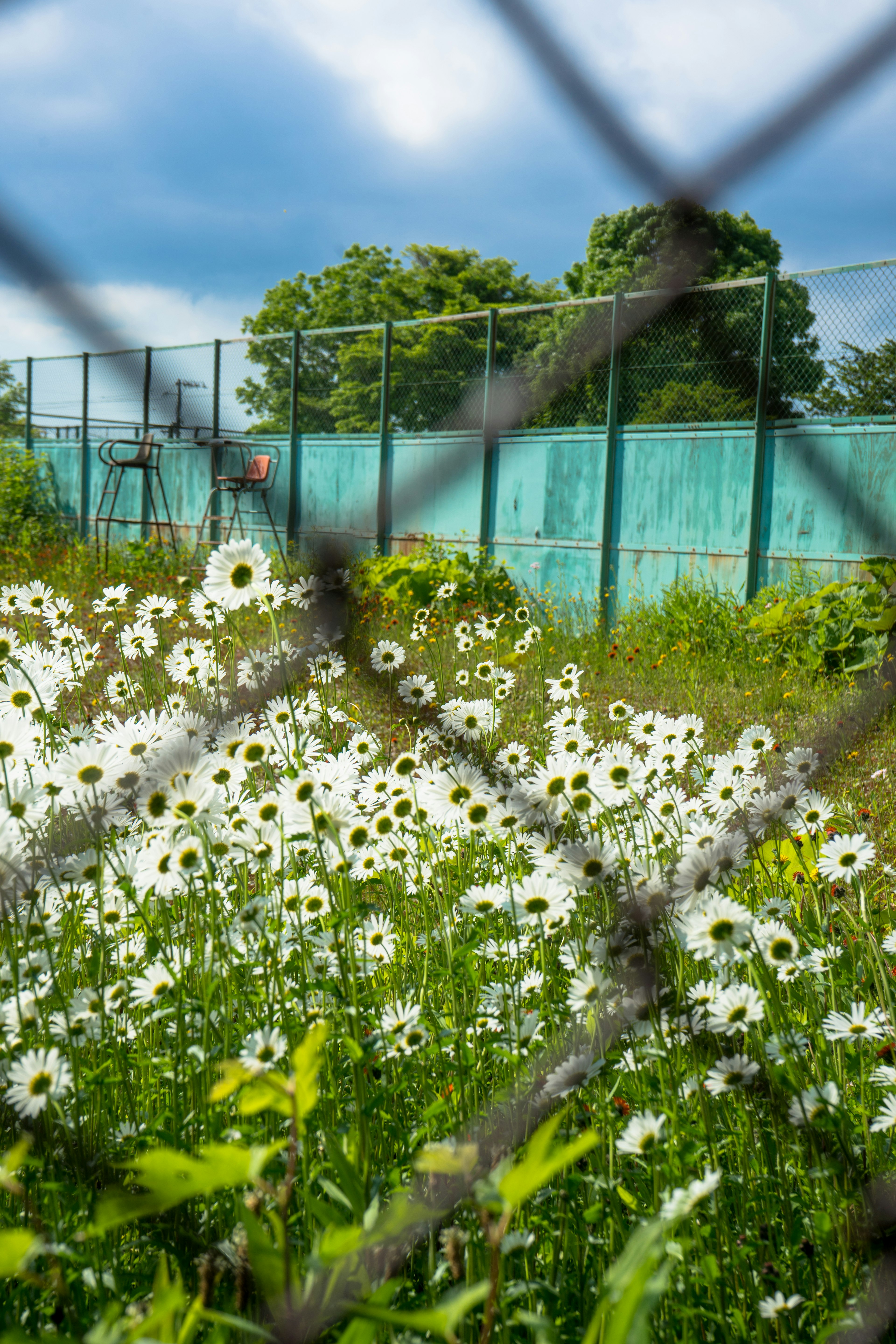 Field of white flowers viewed through a fence with green background