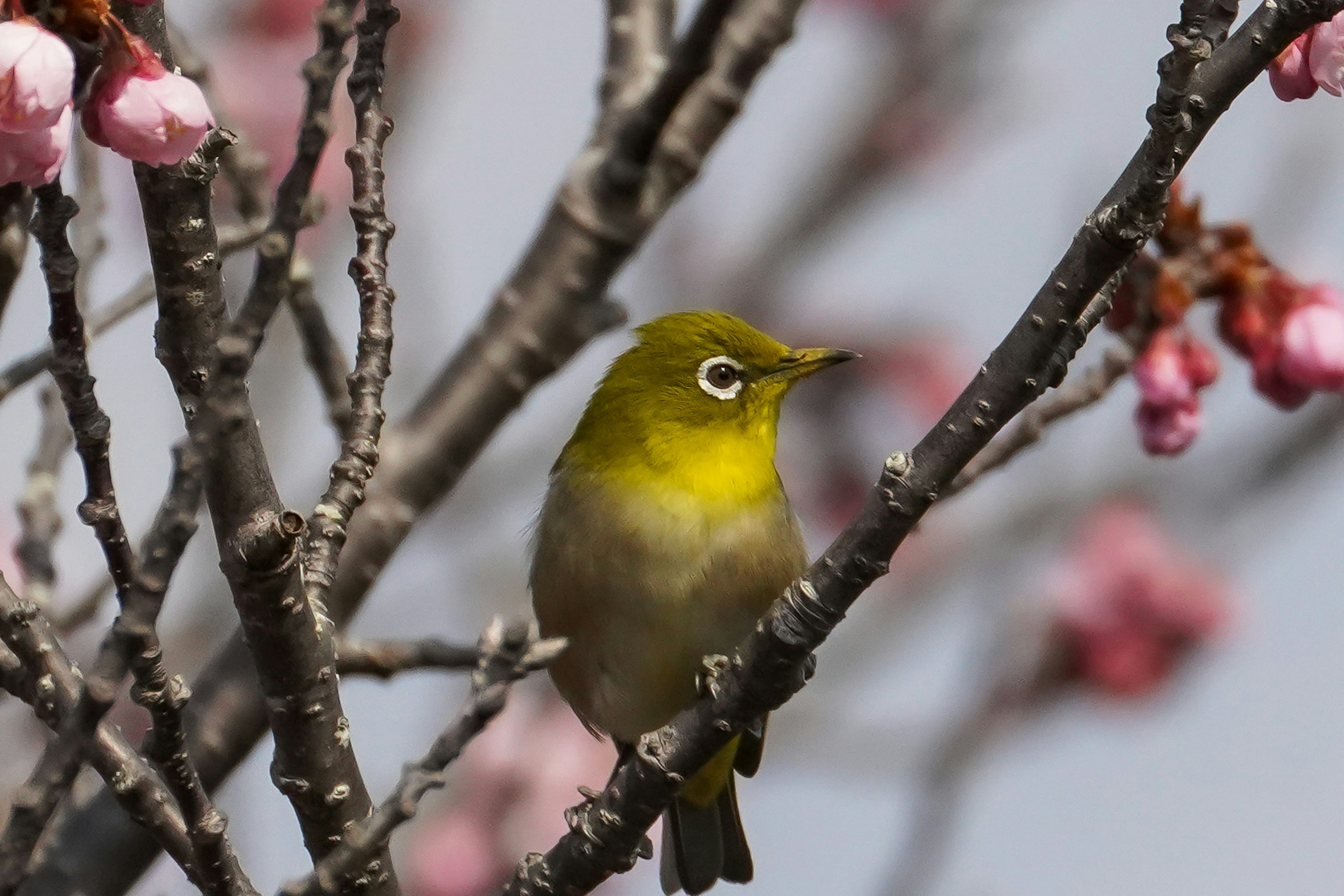 Close-up of a Japanese white-eye bird perched on a cherry blossom branch