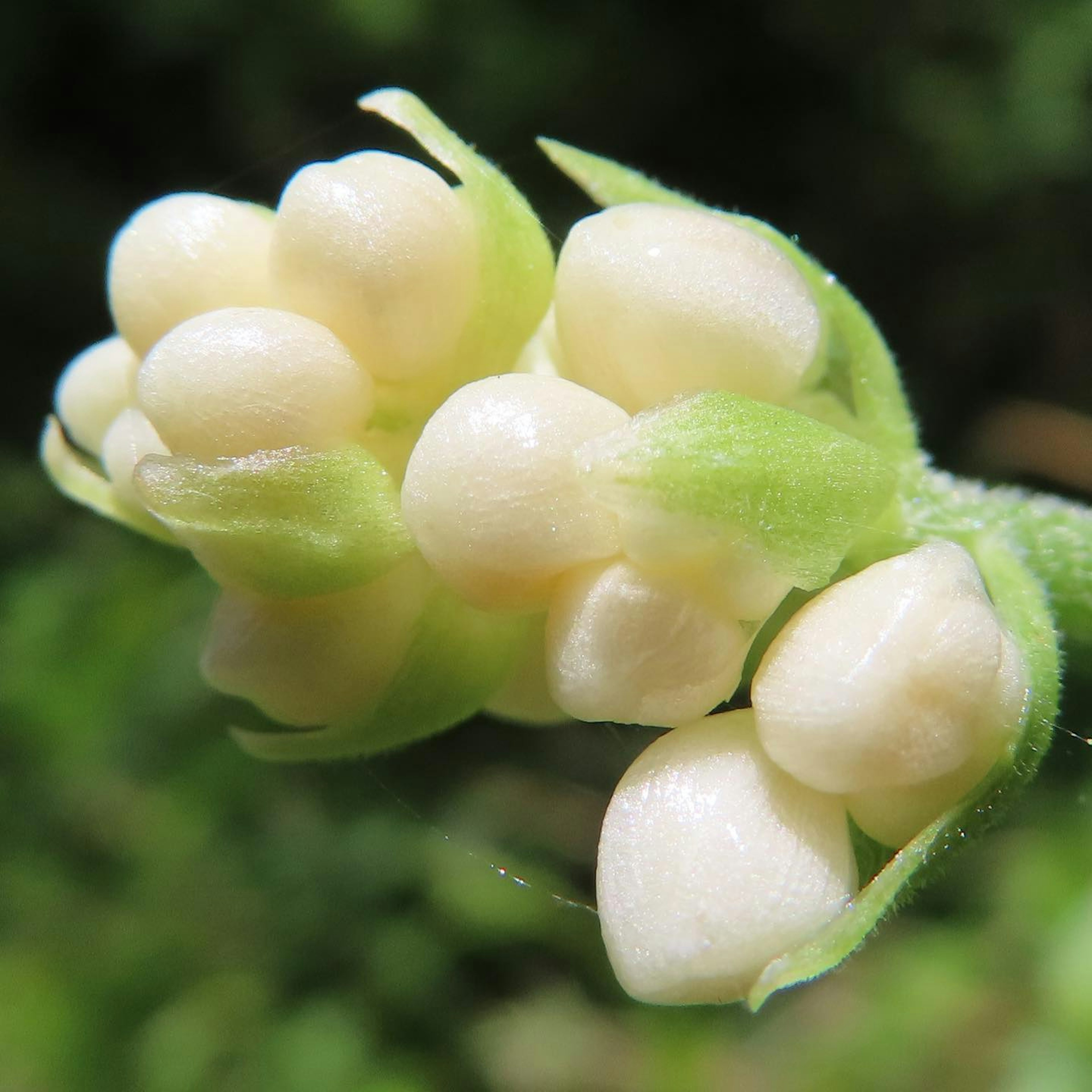 Makrofoto von weißen Blumenknospen, die an einem grünen Stängel haften