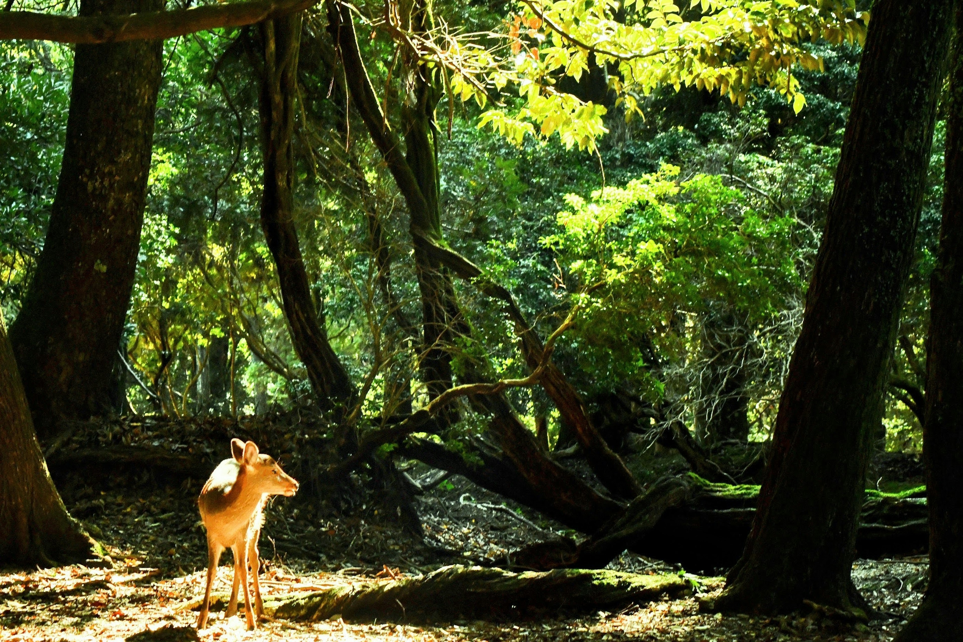 Seekor rusa muda berdiri di hutan hijau