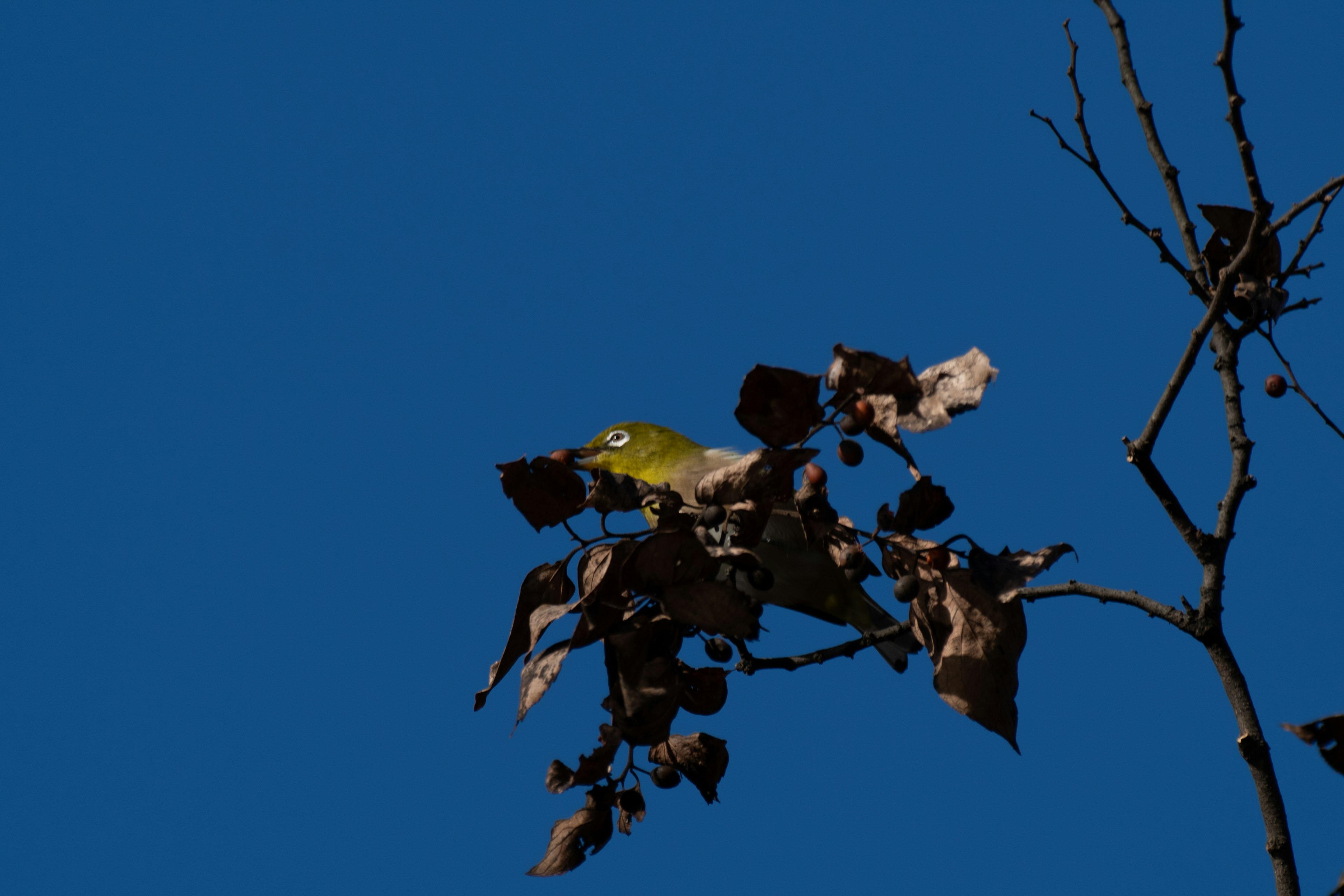 Tree branch with mixed dry and green leaves against a blue sky