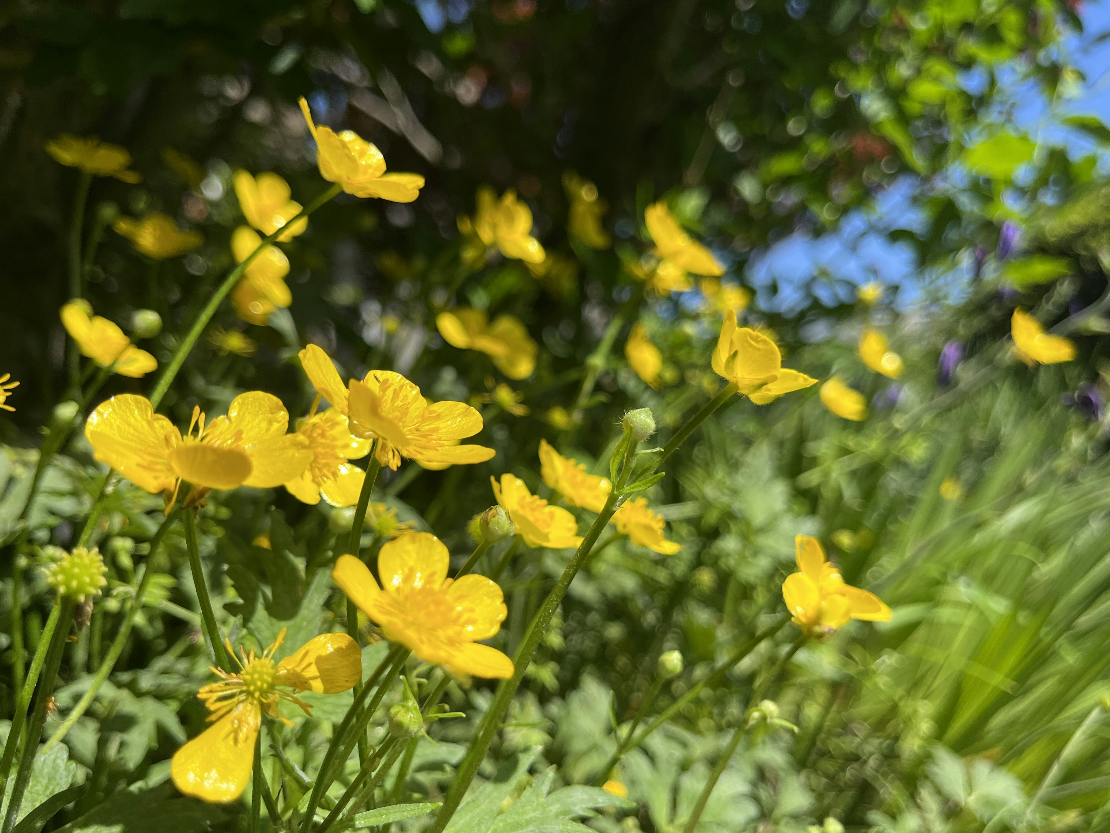 Una scena vivace di fiori gialli che sbocciano in un'area erbosa