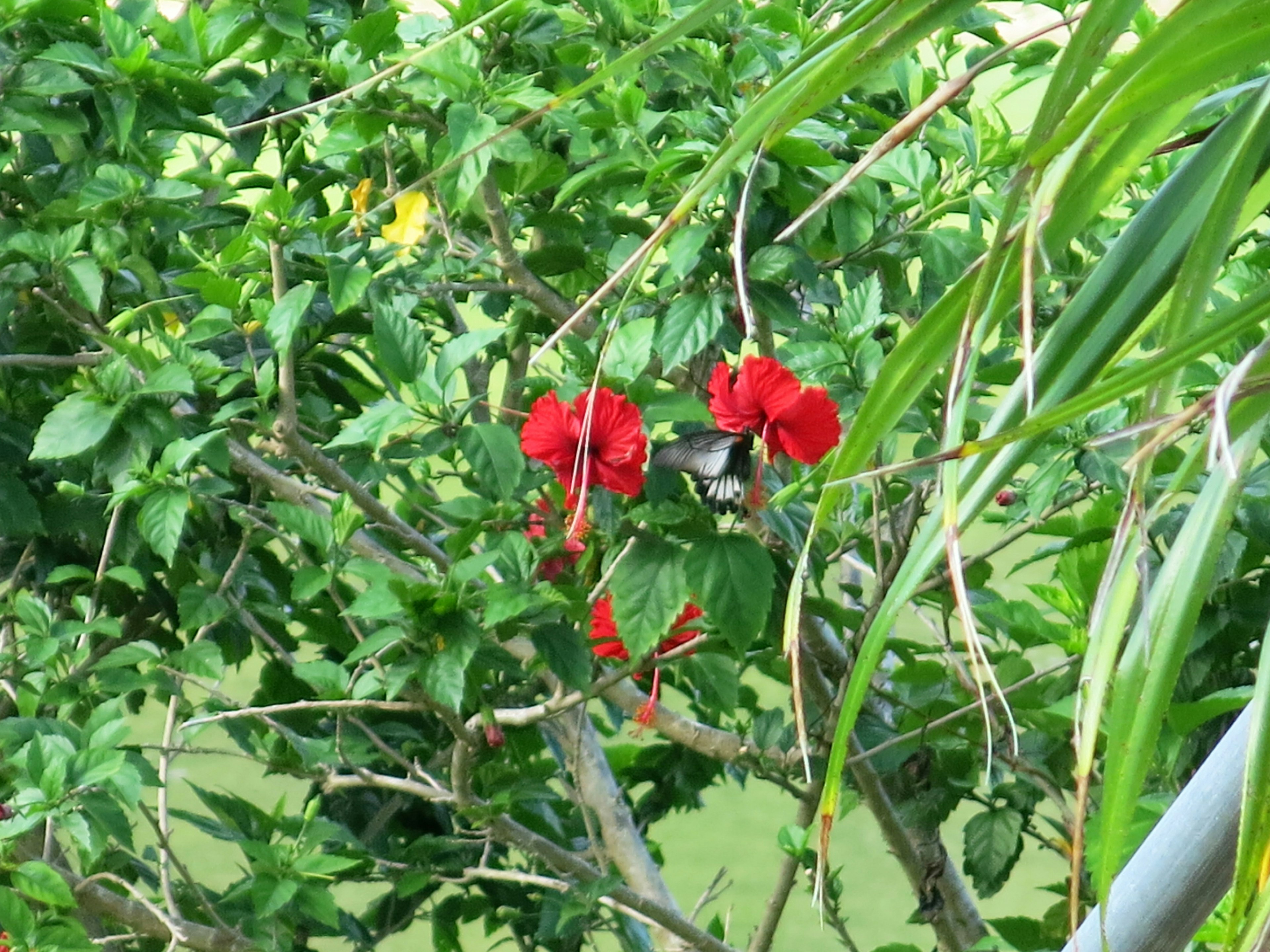 ดอกไม้สีแดงสดที่ล้อมรอบด้วยใบเขียว