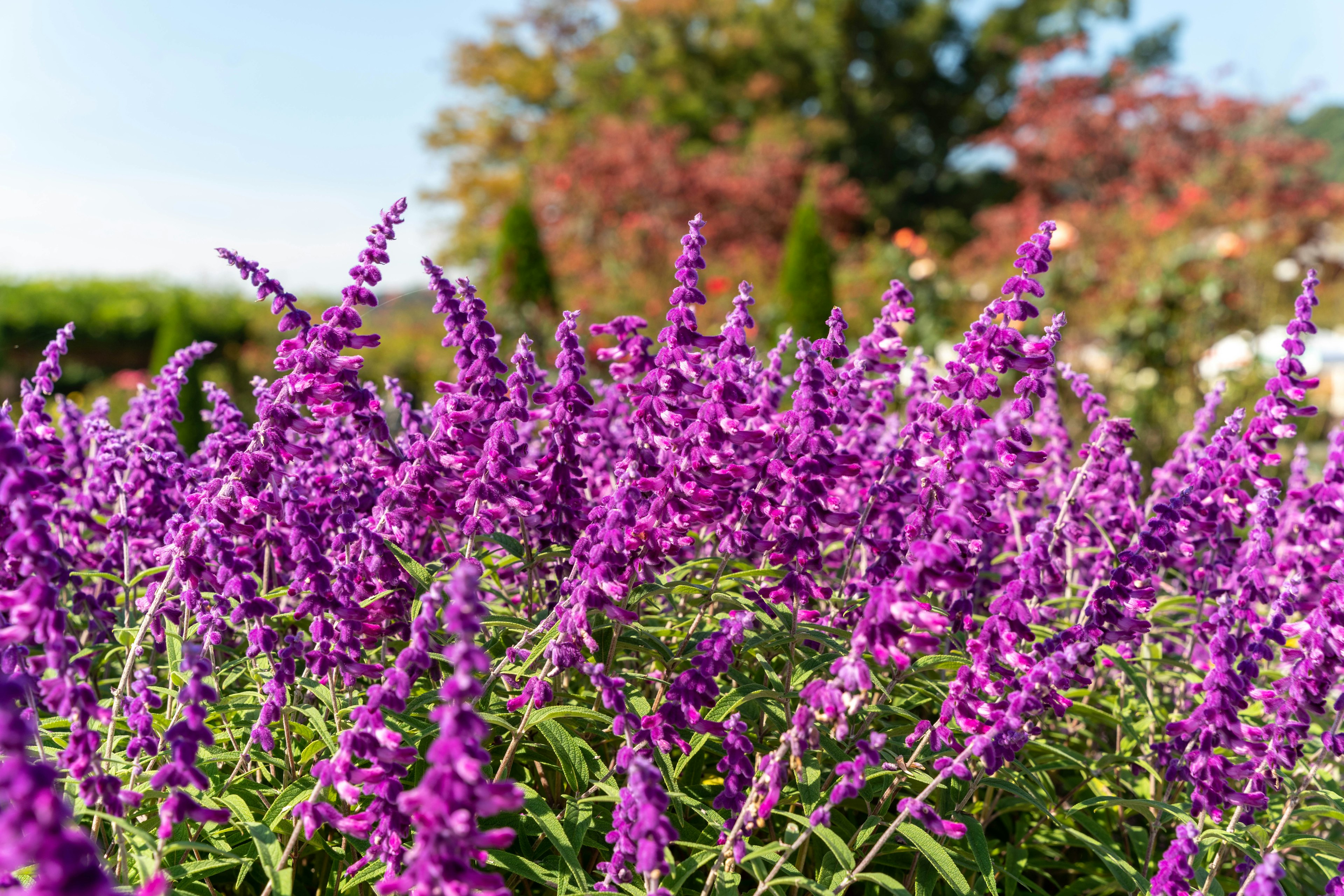 Raggruppamento di piante fiorite viola con alberi sullo sfondo