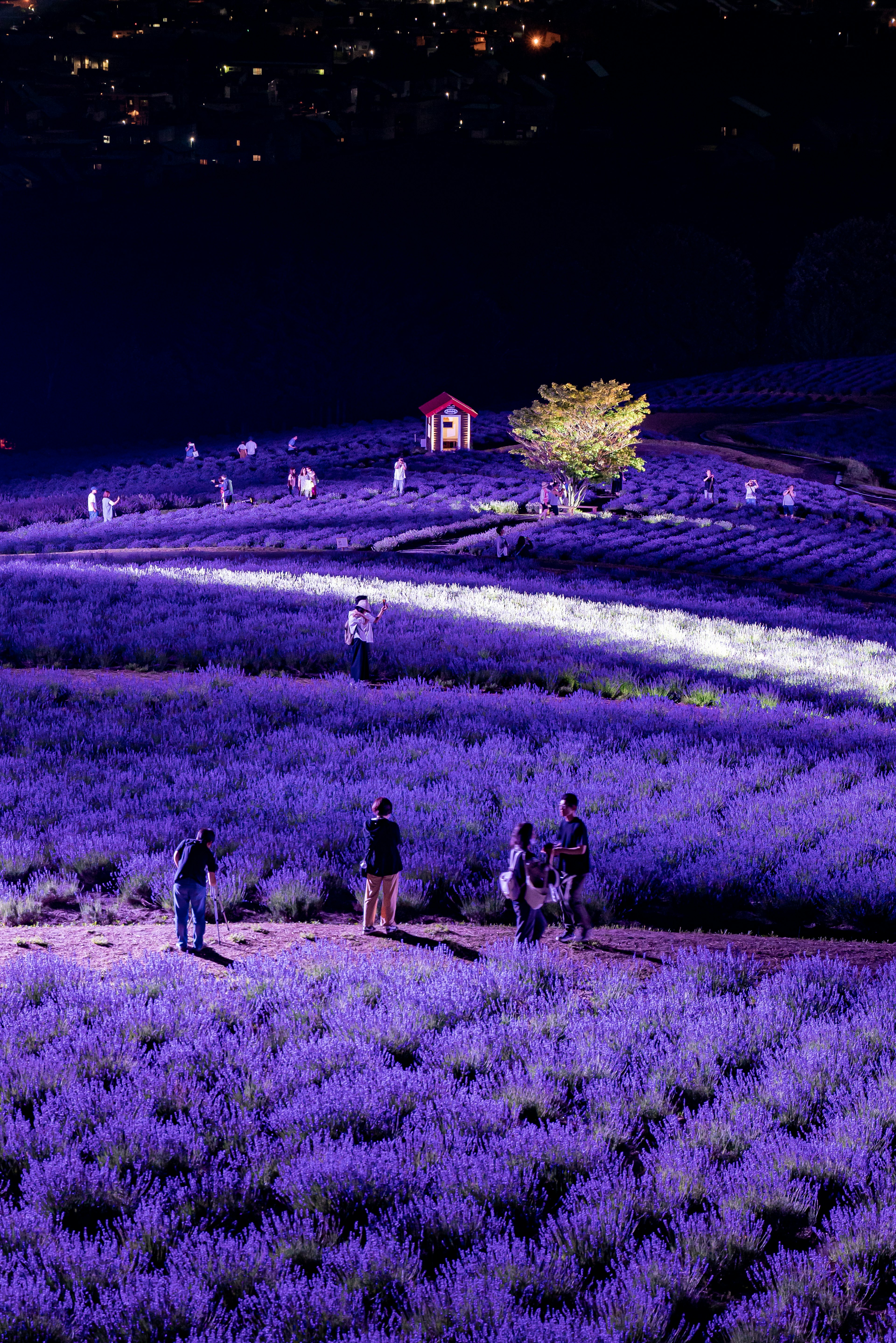 People walking in a lavender field at night