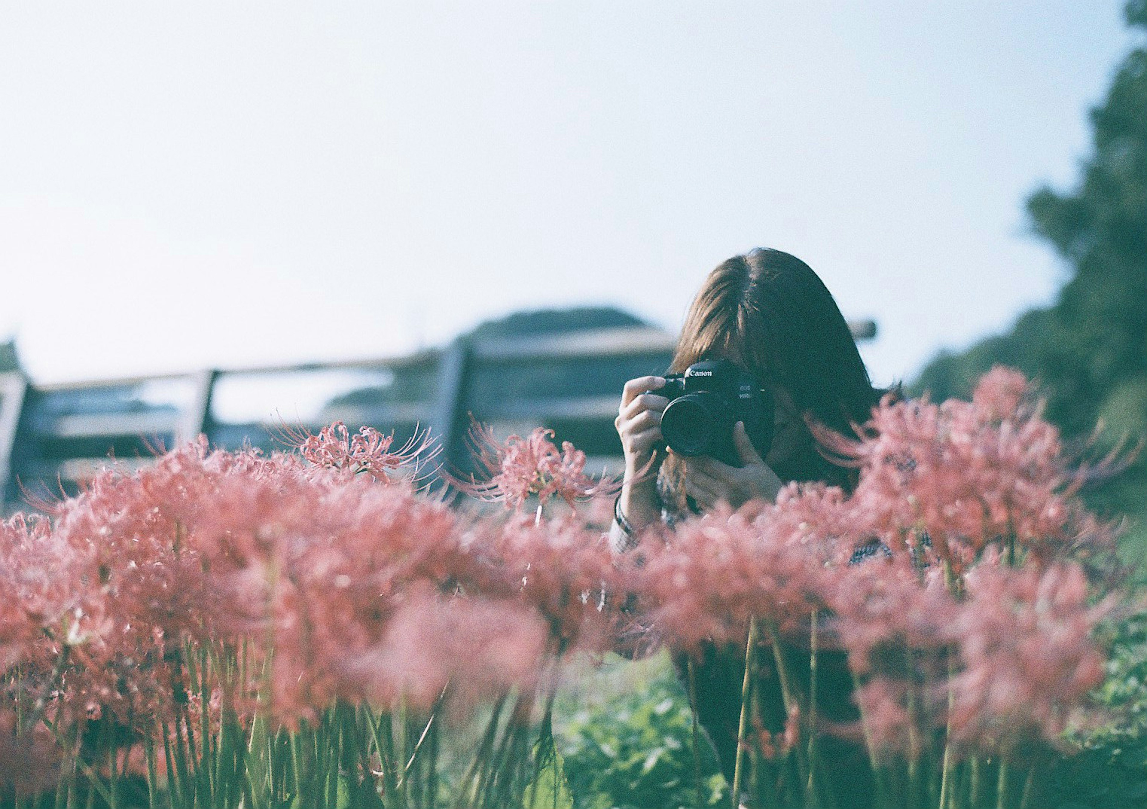 花の中でカメラを構える女性の写真