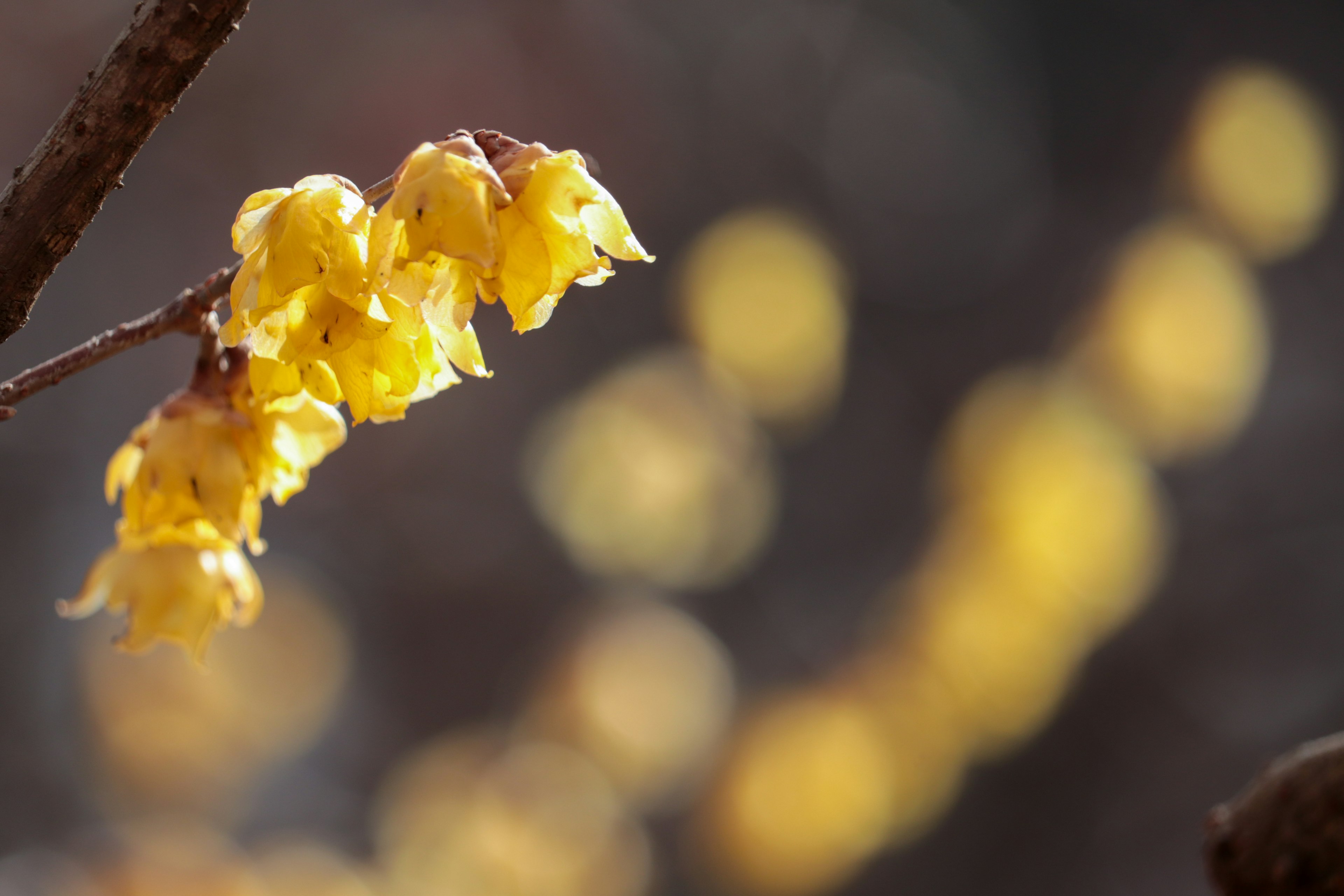 Primo piano di fiori gialli morbidi su un ramo con sfondo giallo sfocato