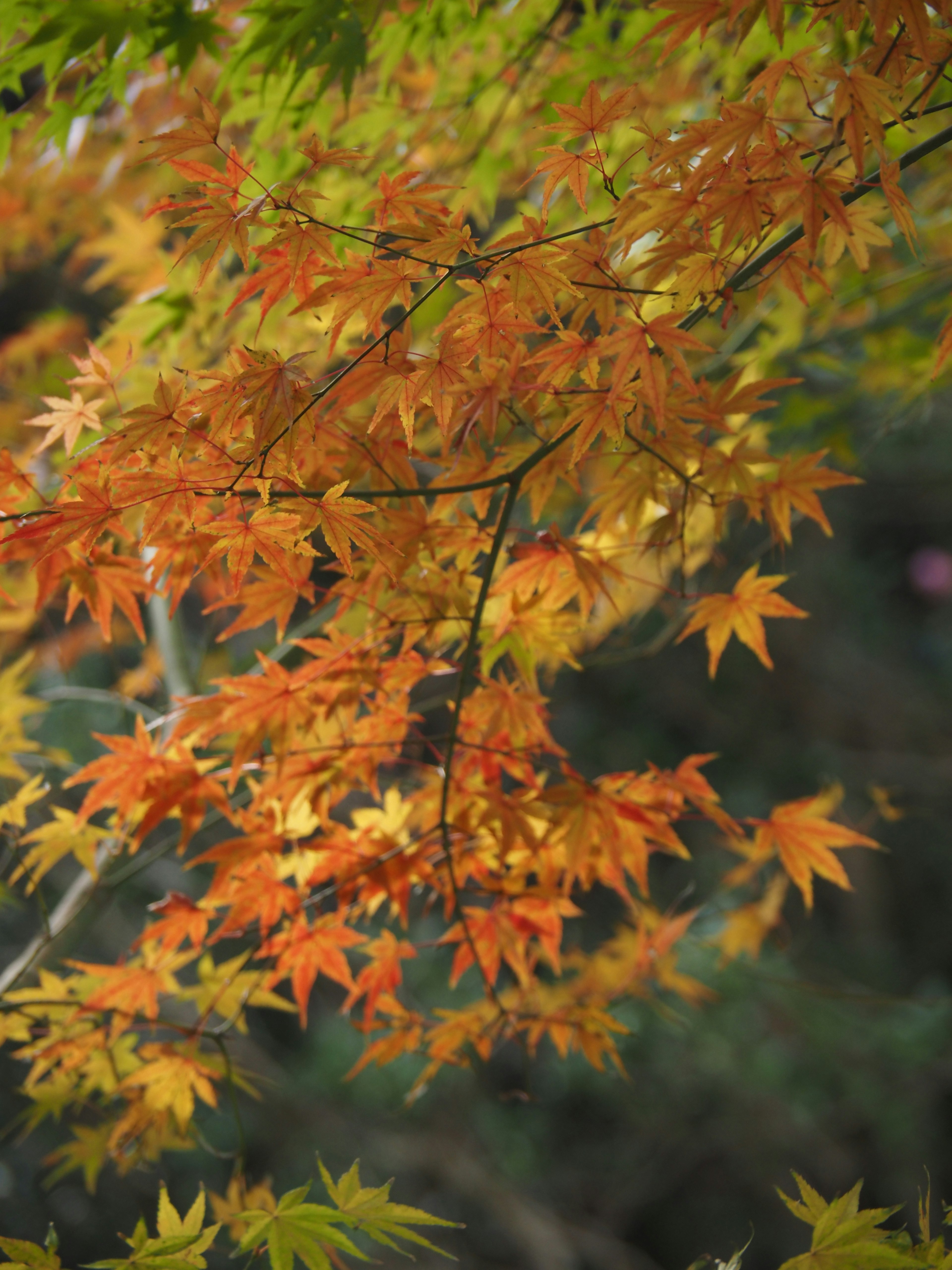 秋の紅葉が美しいカエデの葉