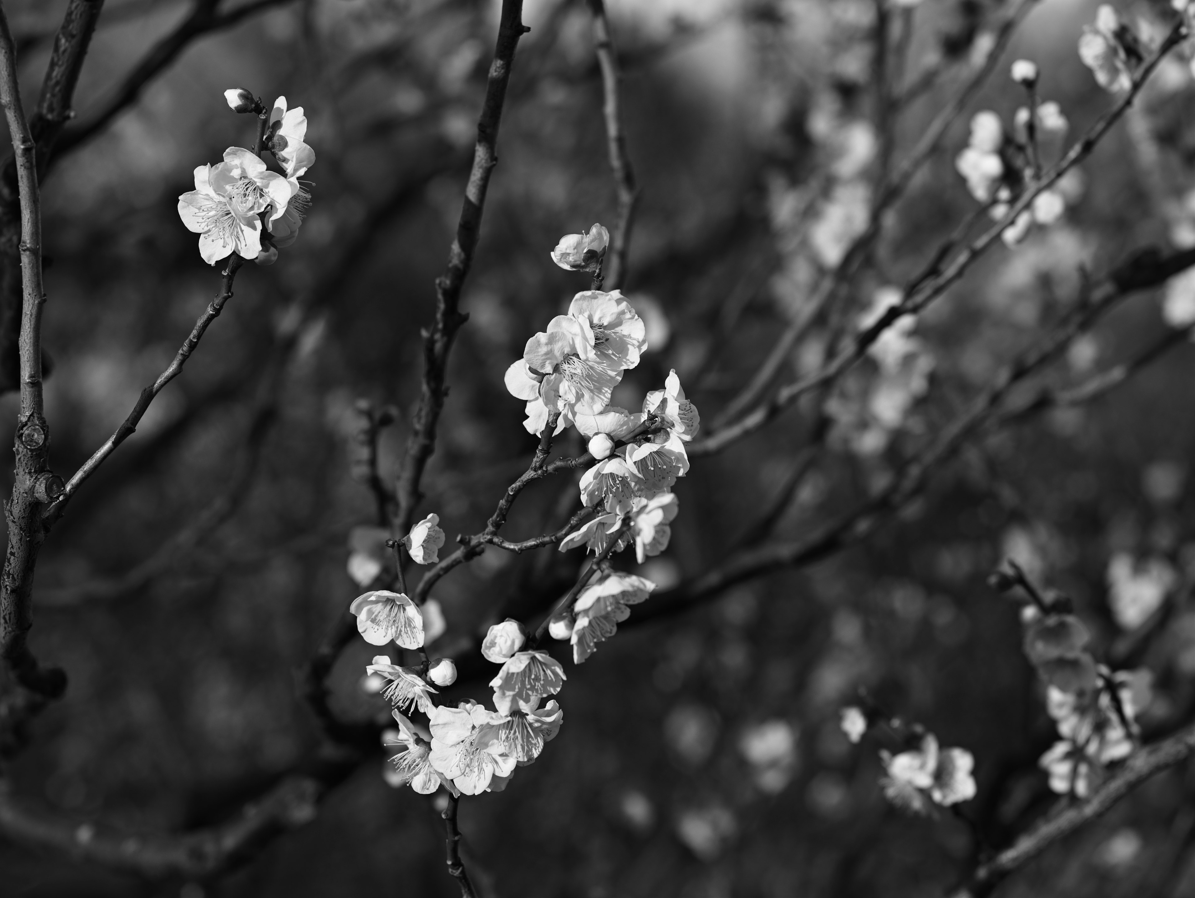 Close-up of blooming flowers on branches in black and white