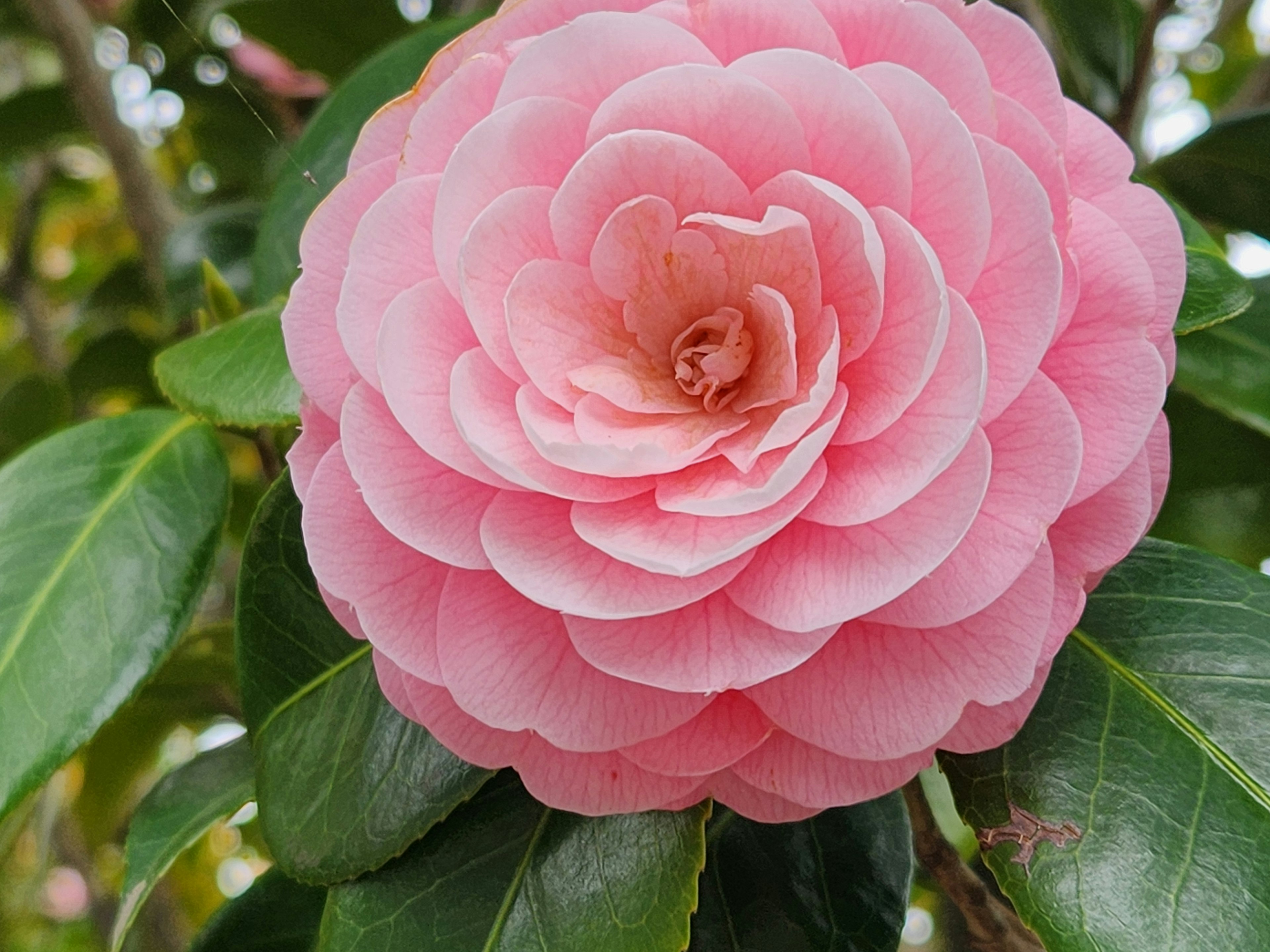 A beautiful pink camellia flower blooming among green leaves