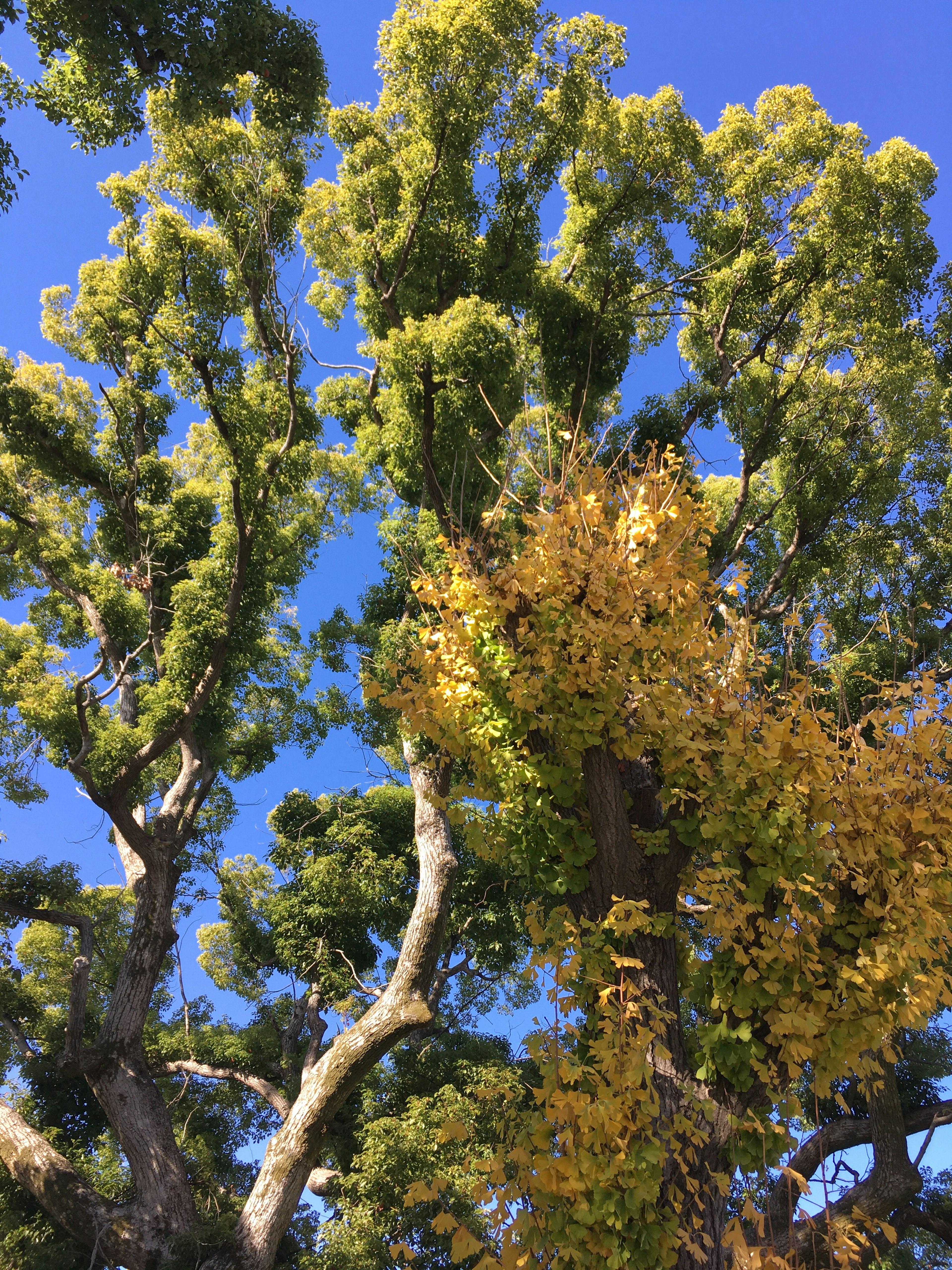 Großer Baum mit grünen und gelben Blättern unter blauem Himmel