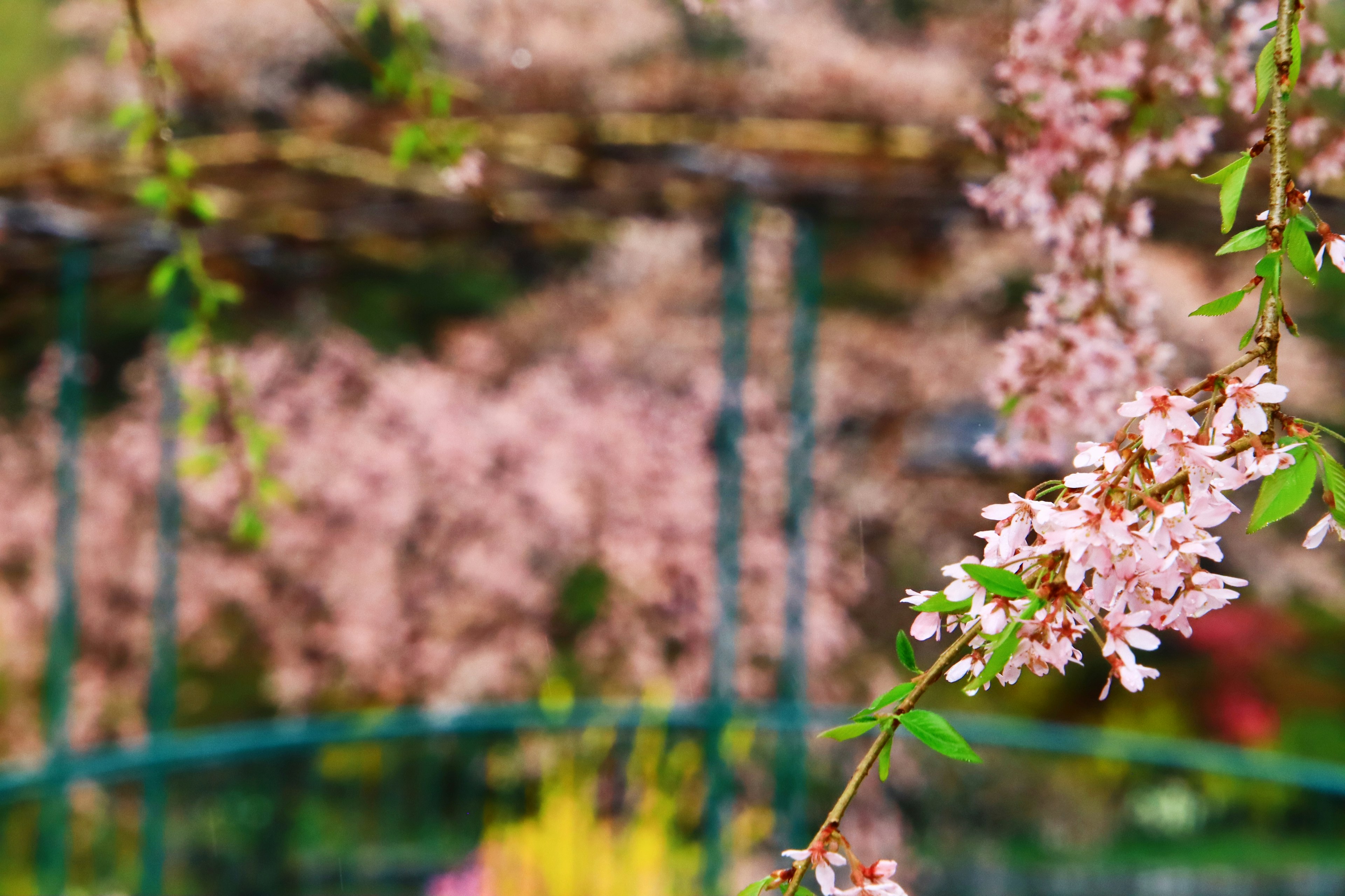 Gros plan sur des cerisiers en fleurs avec une clôture verte et un arrière-plan flou