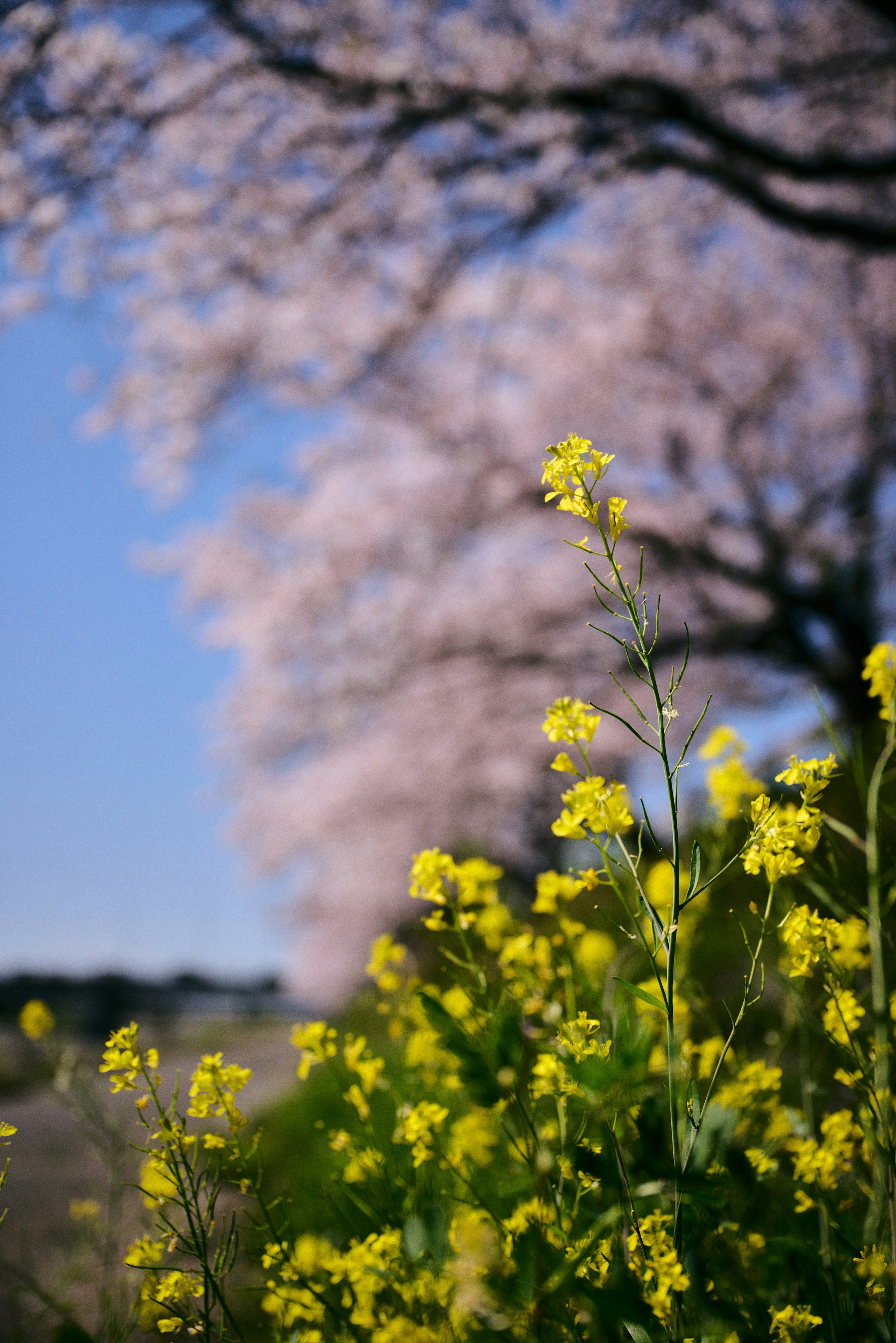 Vibrant yellow rapeseed flowers in the foreground with pink cherry blossom trees in the background