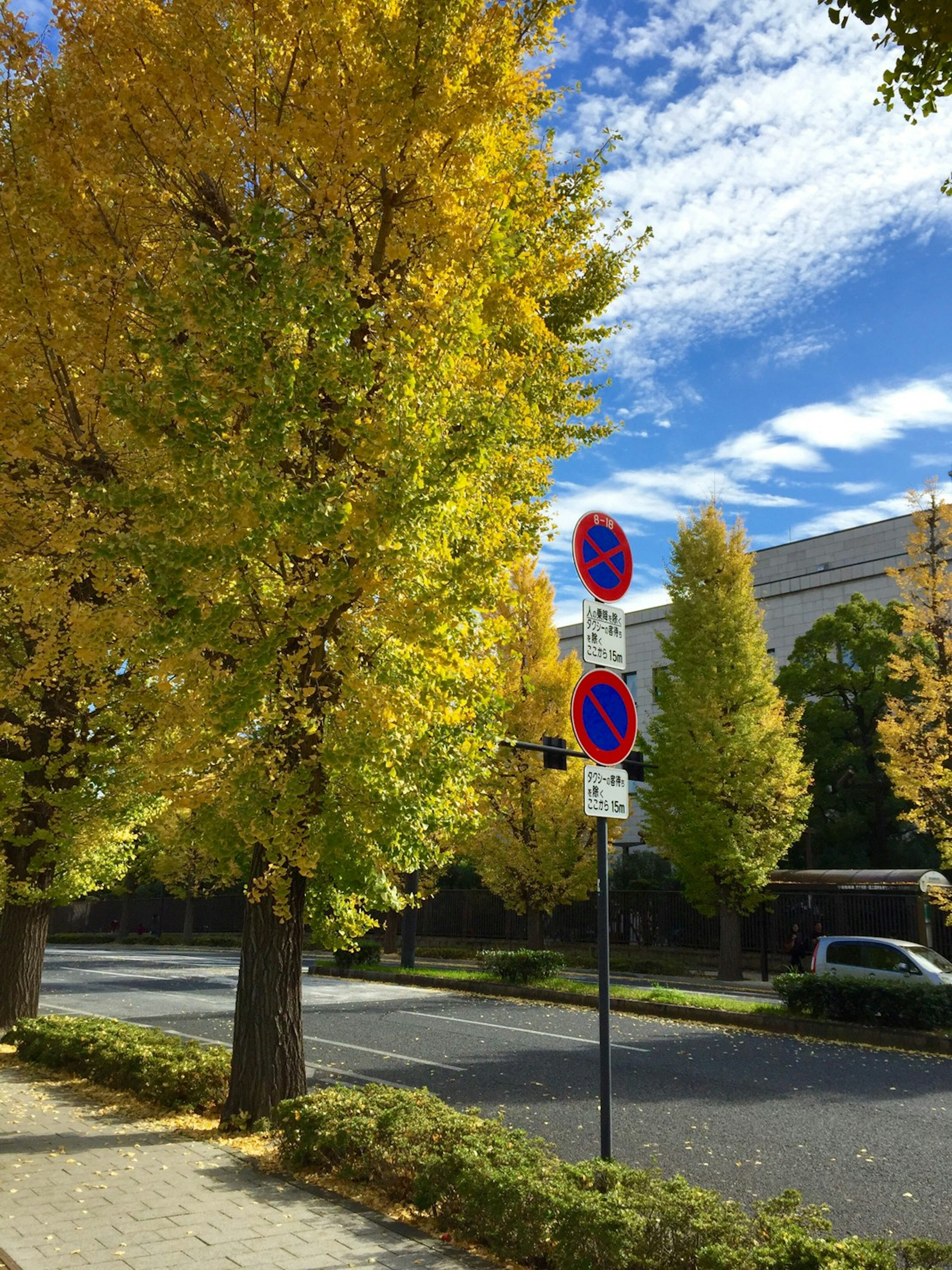 Scène de rue avec des arbres ginkgo aux feuilles d'automne