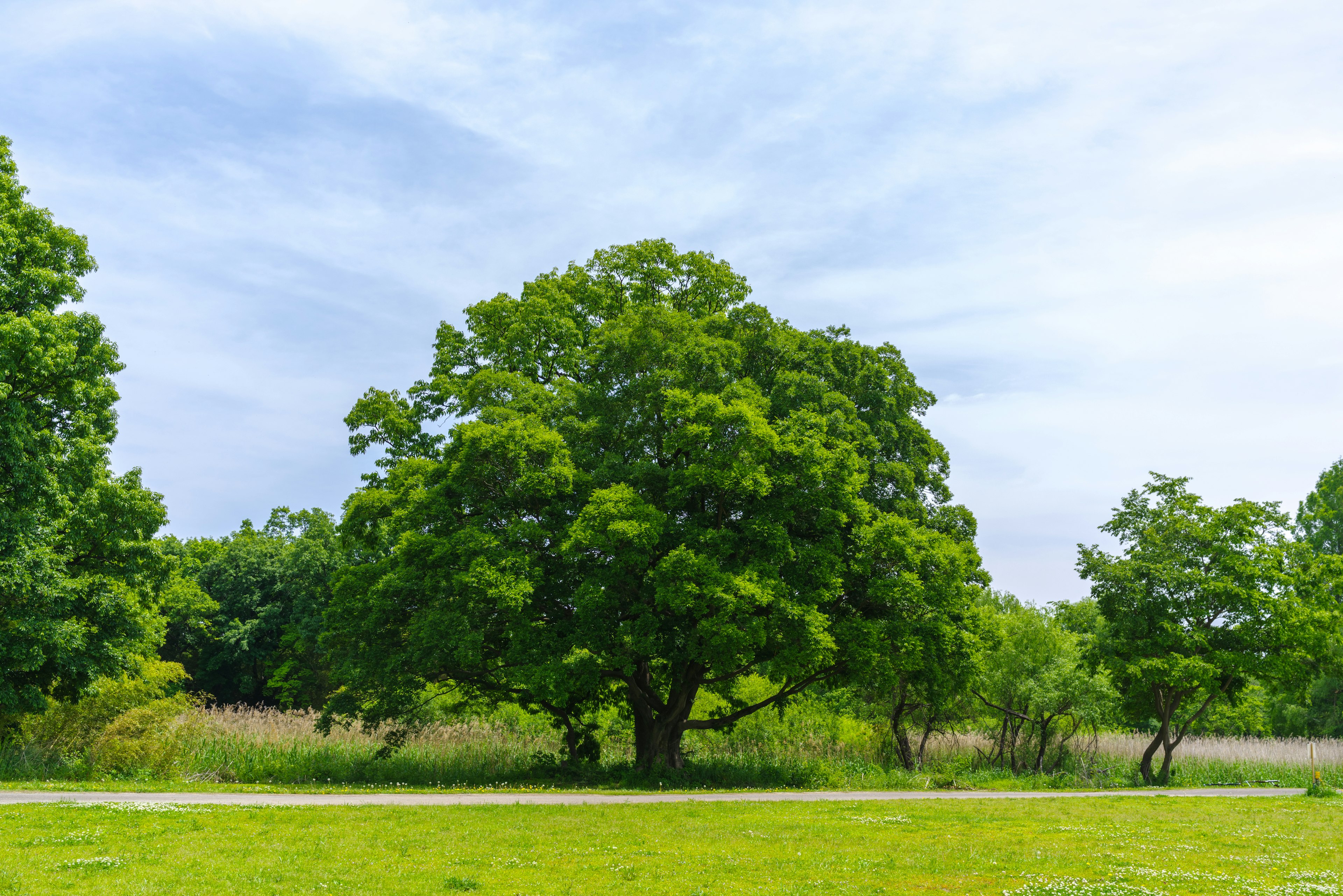 Lush green tree in a grassy landscape