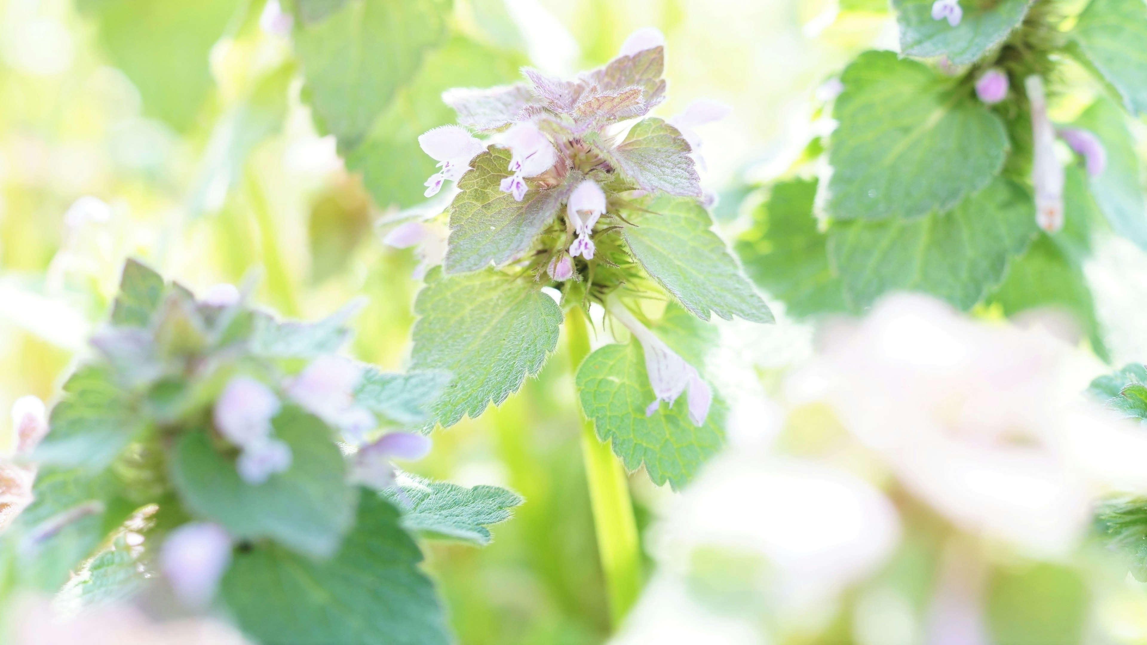 Nahaufnahme einer Pflanze mit blassen Blüten und grünen Blättern