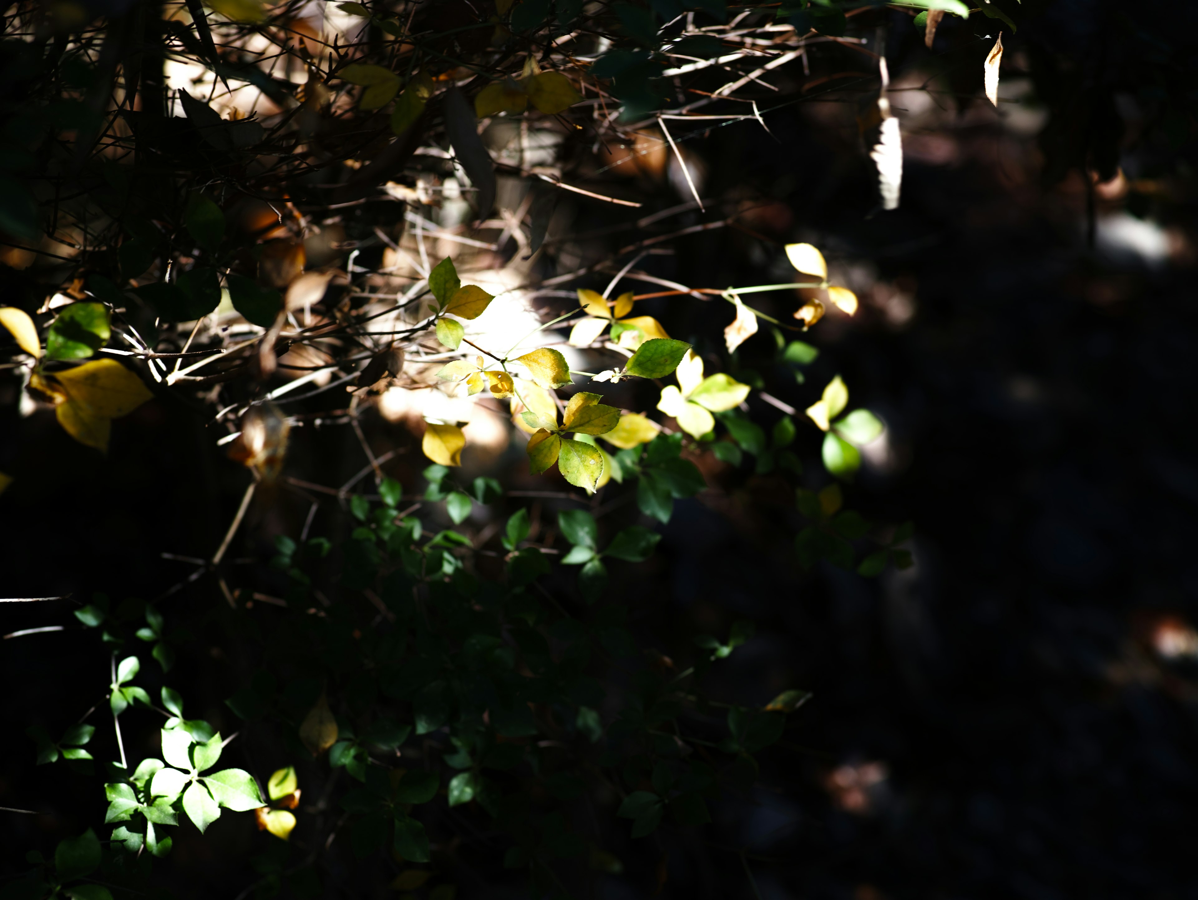 Natural scene featuring bright green and yellow leaves against a dark background