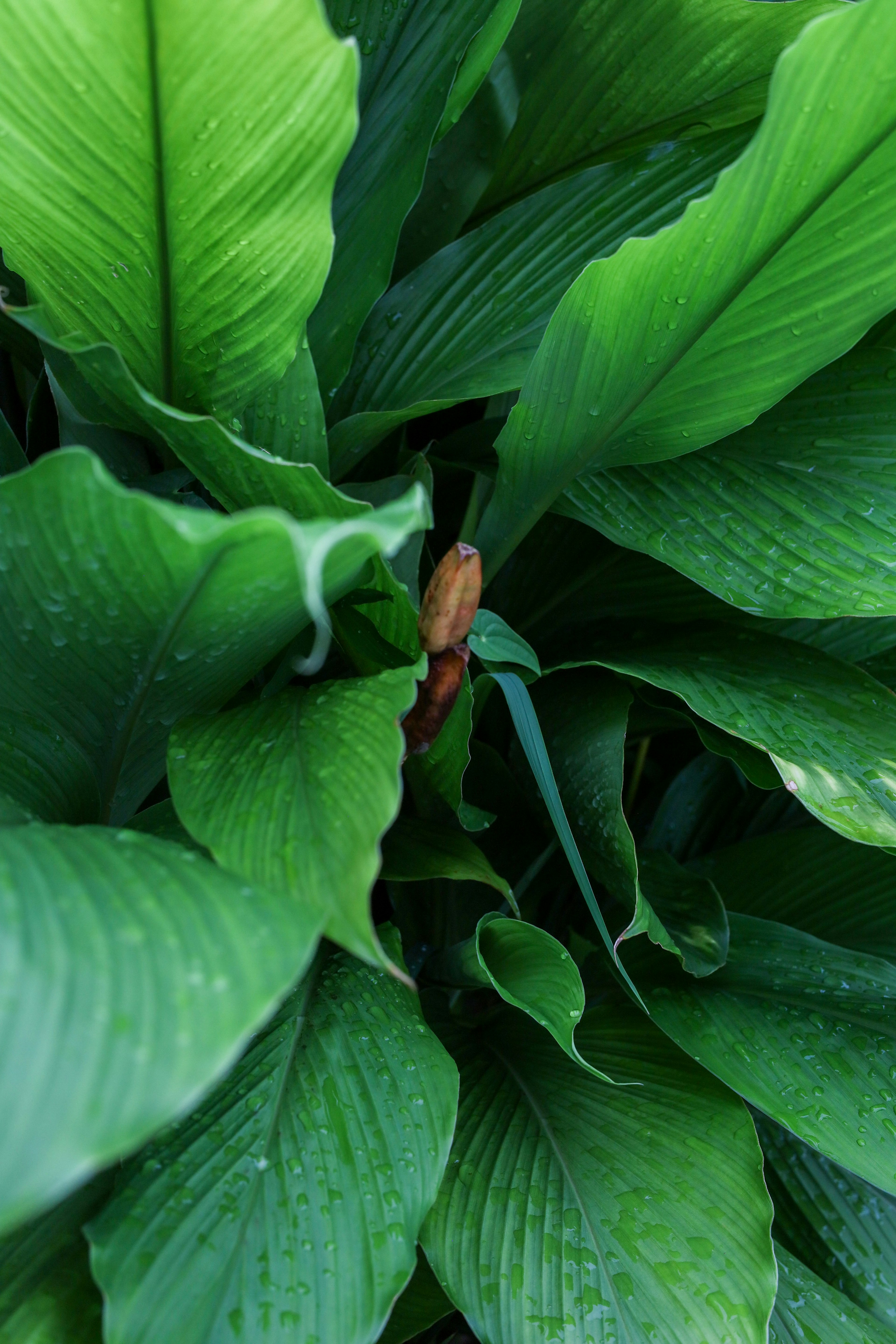 Gros plan d'une plante avec des feuilles vertes et un nouveau bourgeon