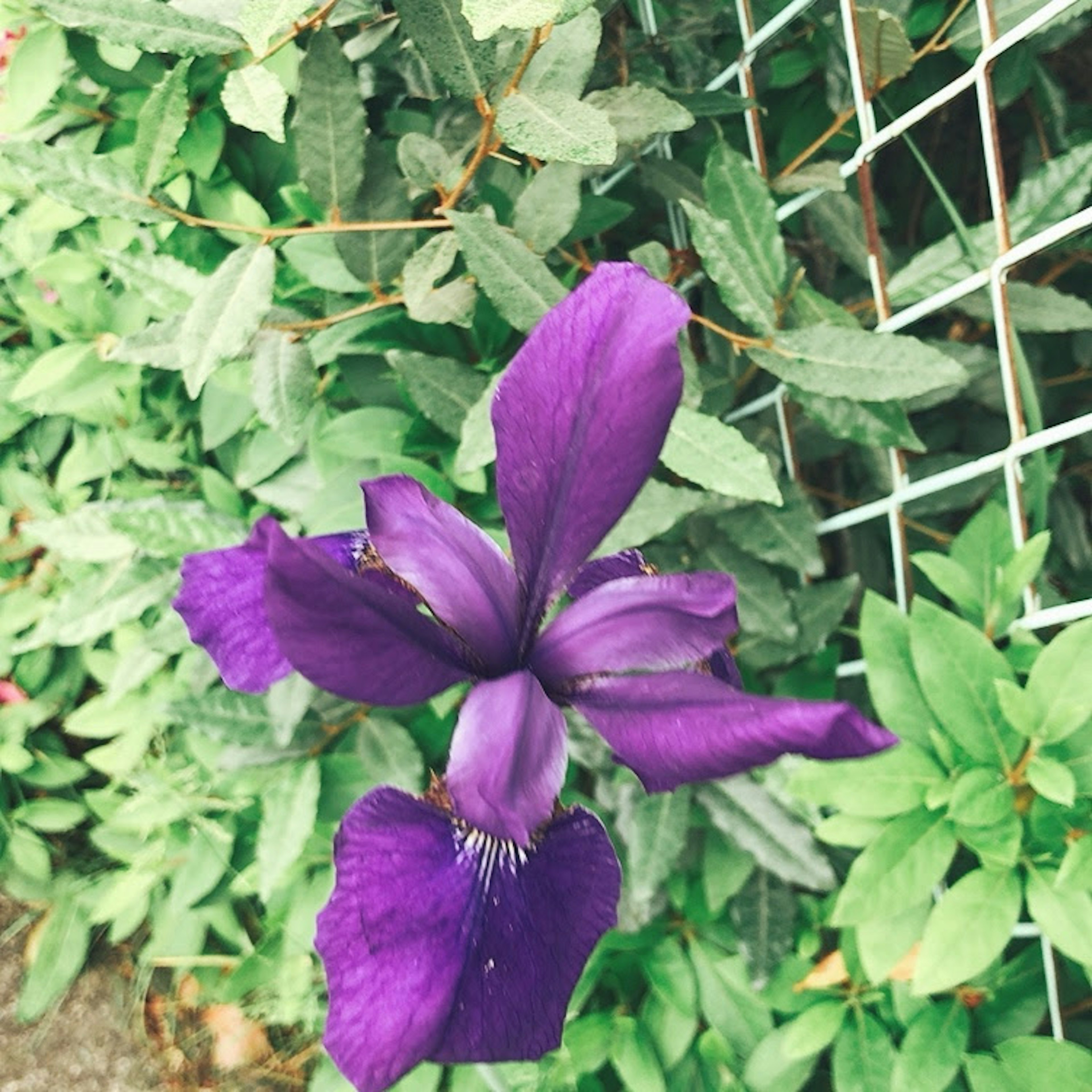 Flor de iris morado rodeada de hojas verdes