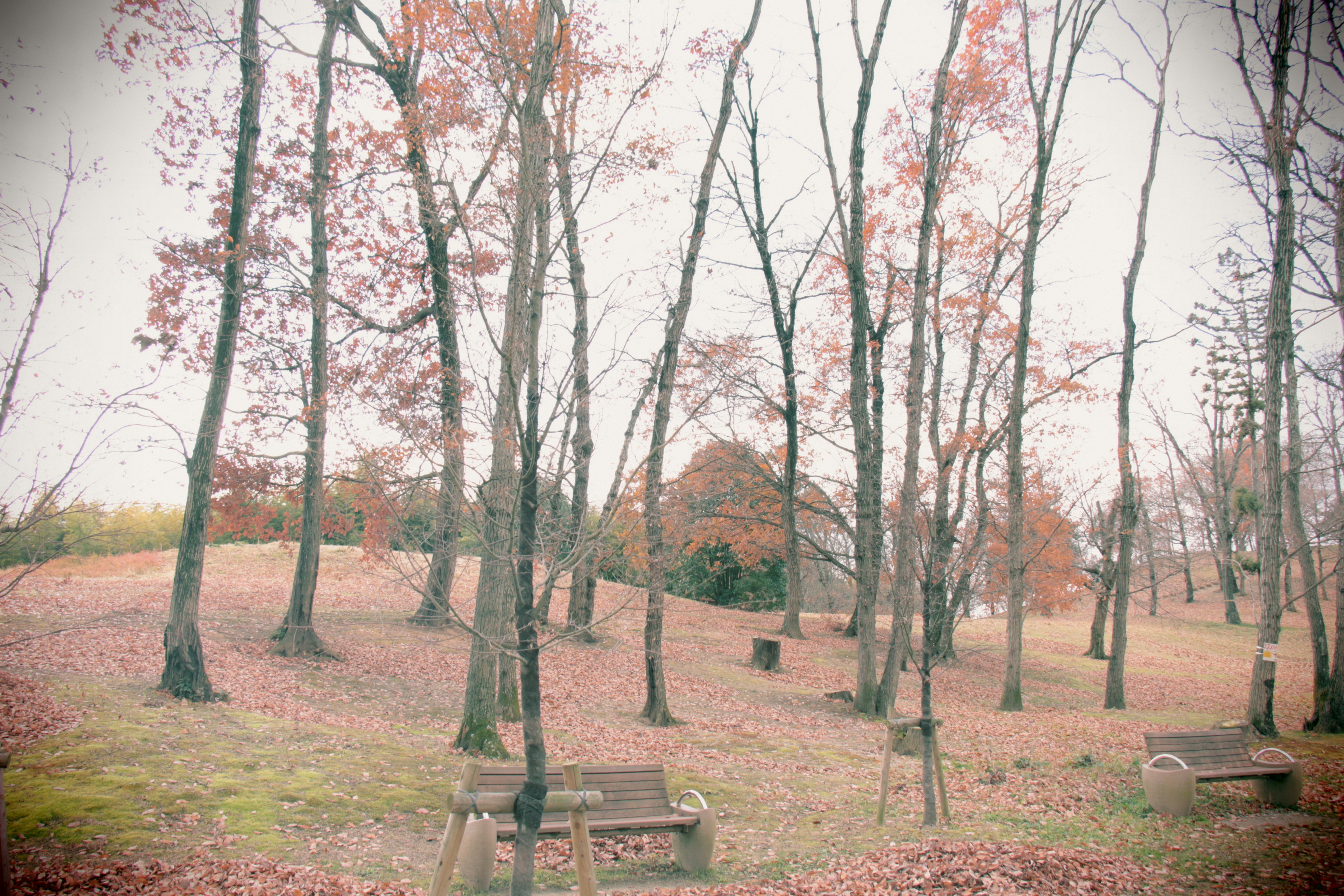 Herbstlandschaft mit Bäumen und Bänken in einer ruhigen Umgebung