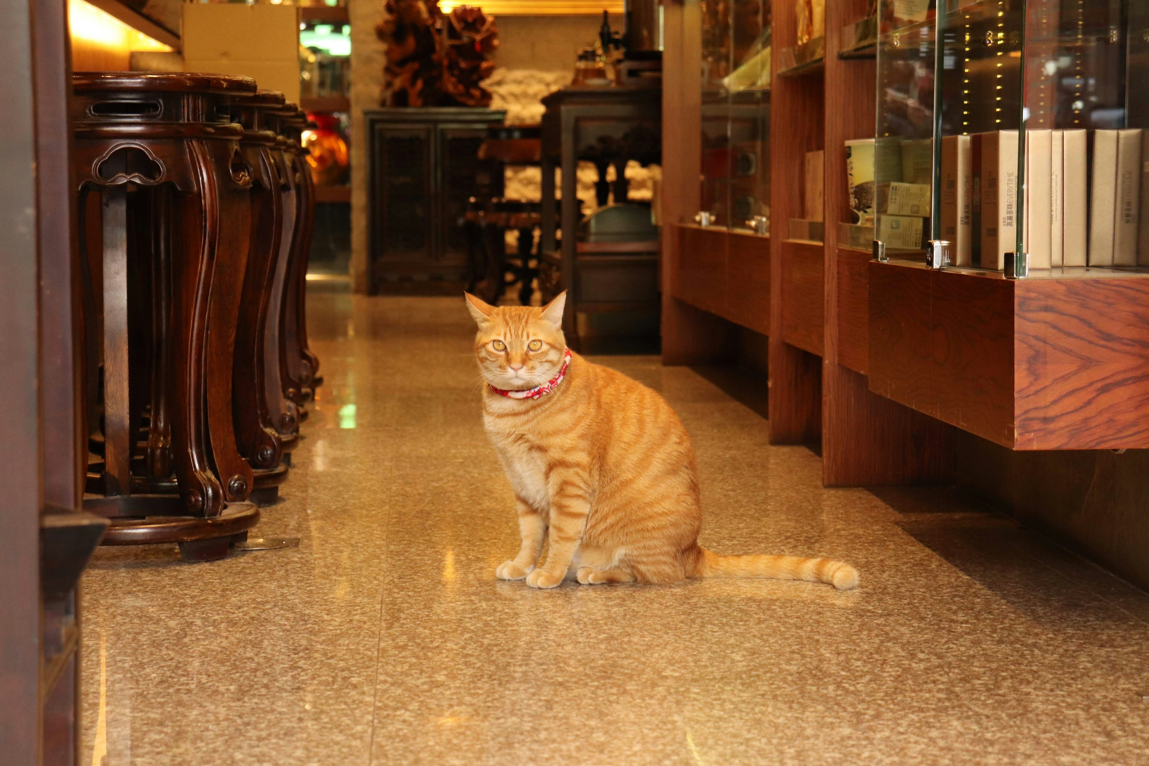 Gato naranja sentado en una tienda suelo pulido y muebles de madera