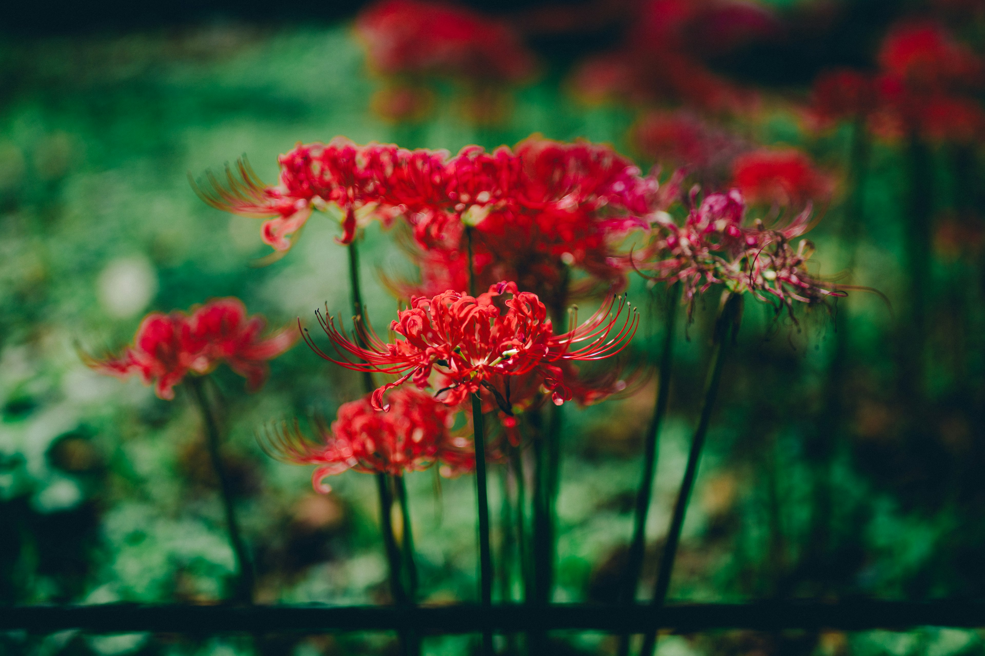 色とりどりの花が咲いている緑の背景の画像