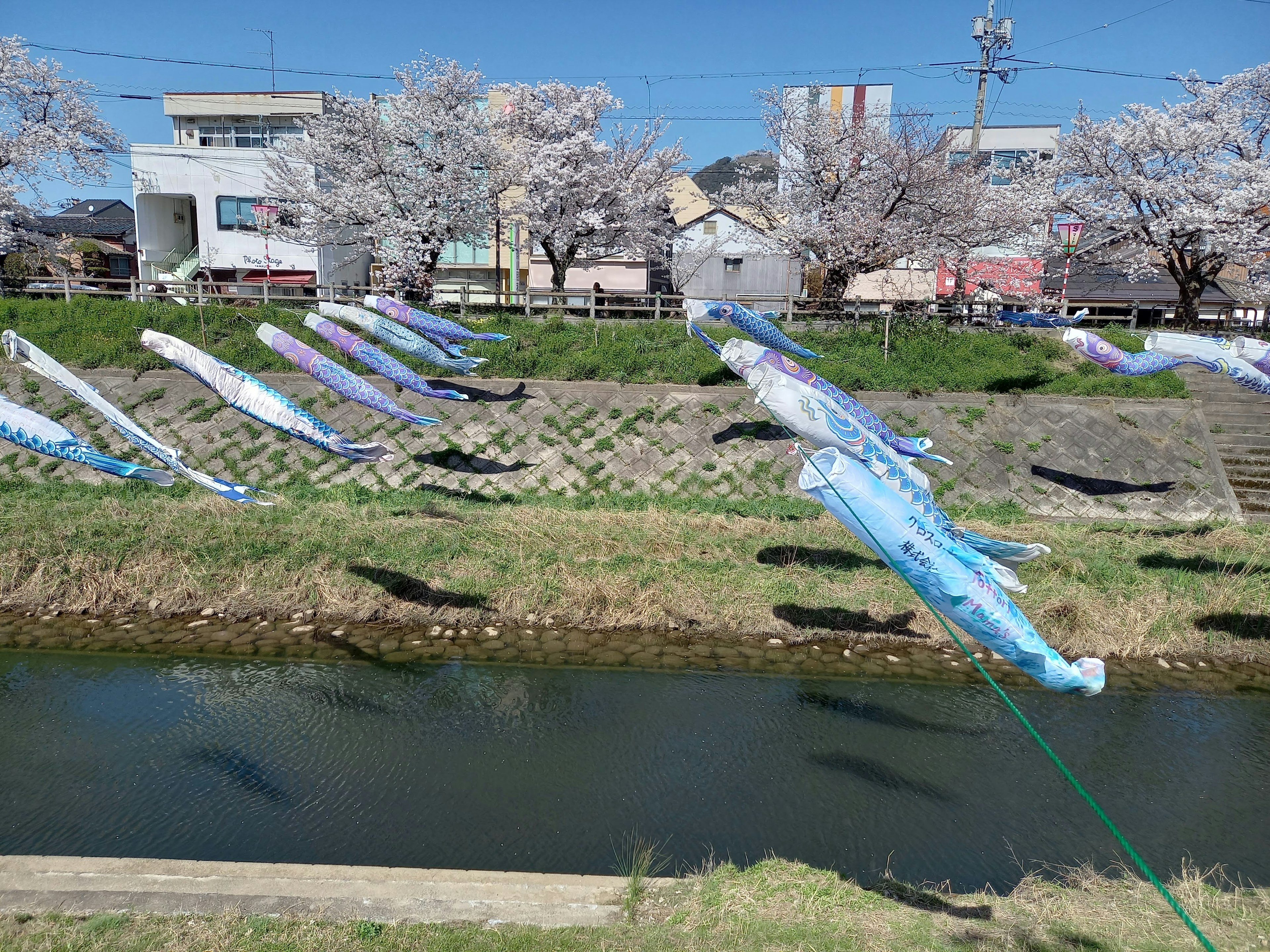 Blue koi flags line a river in a spring scene