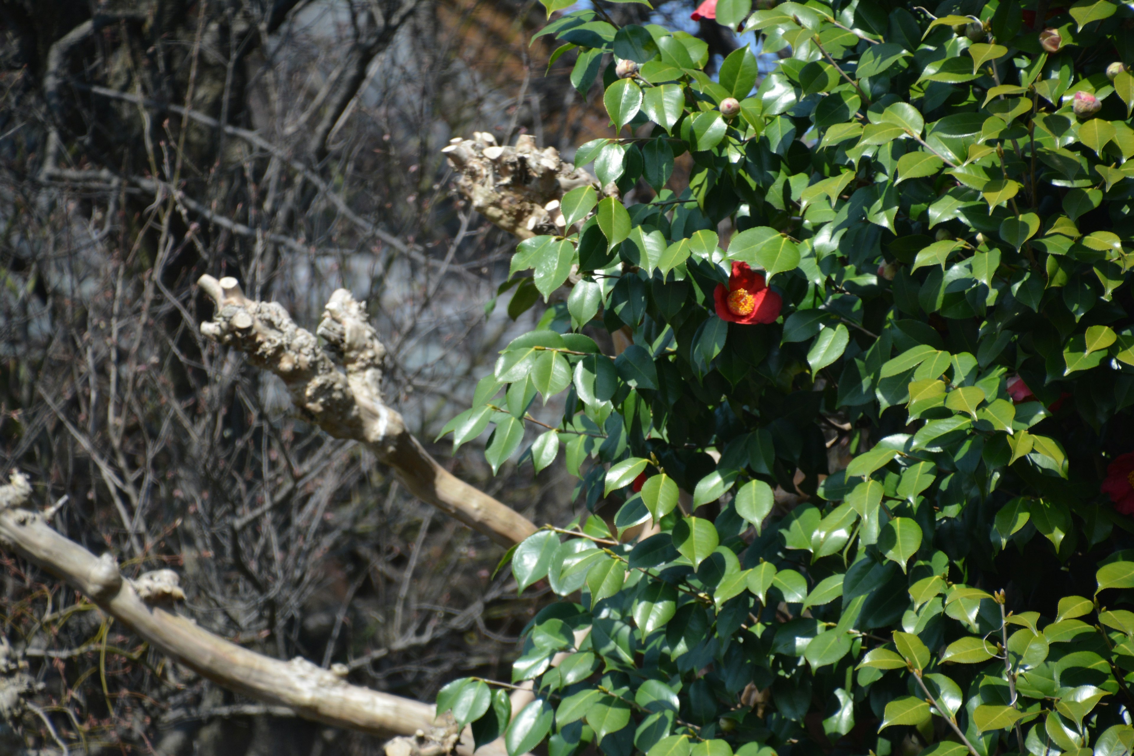 Une partie d'un arbre avec des fruits rouges entourés de feuilles vertes