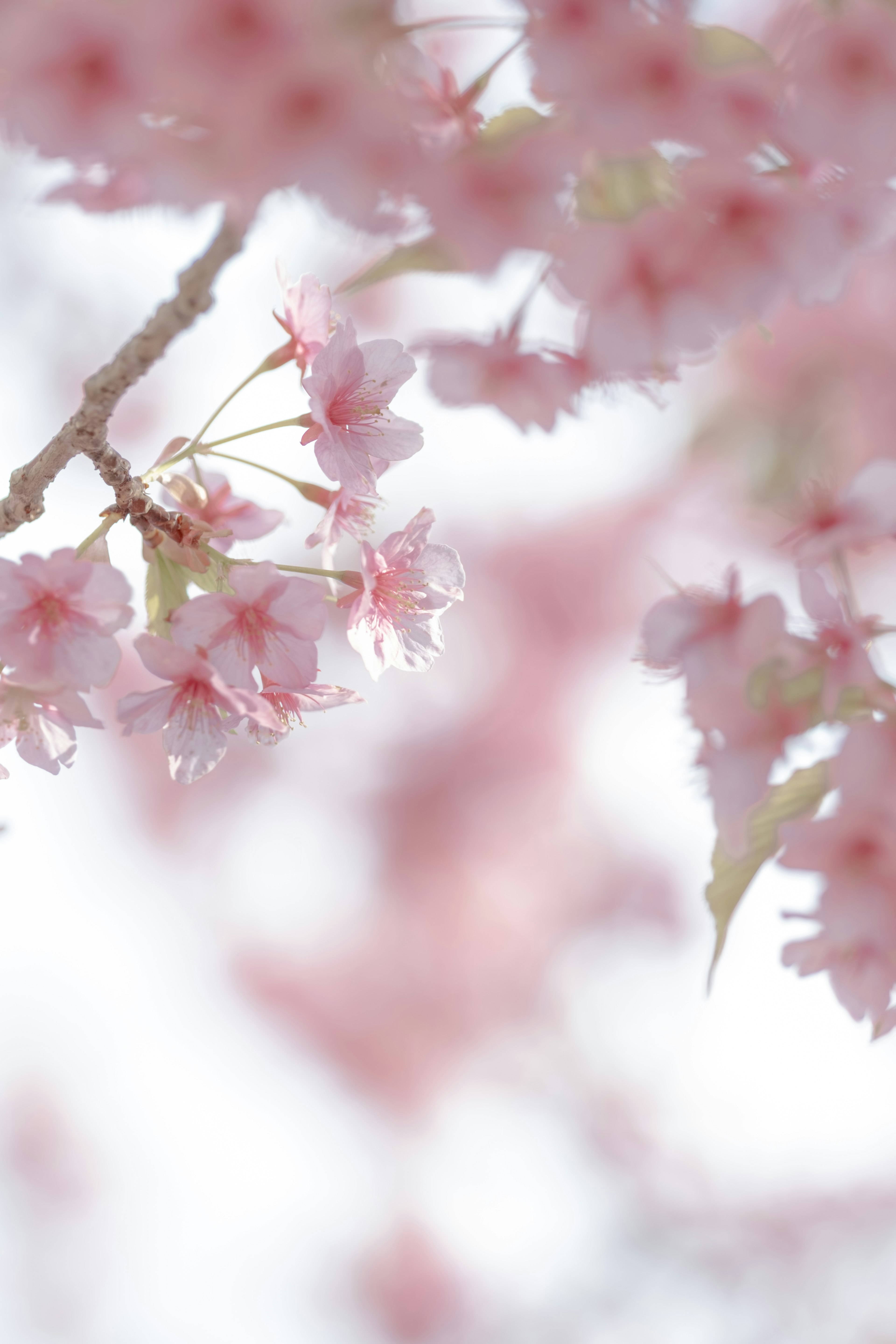 淡いピンク色の桜の花が咲いている枝のクローズアップ