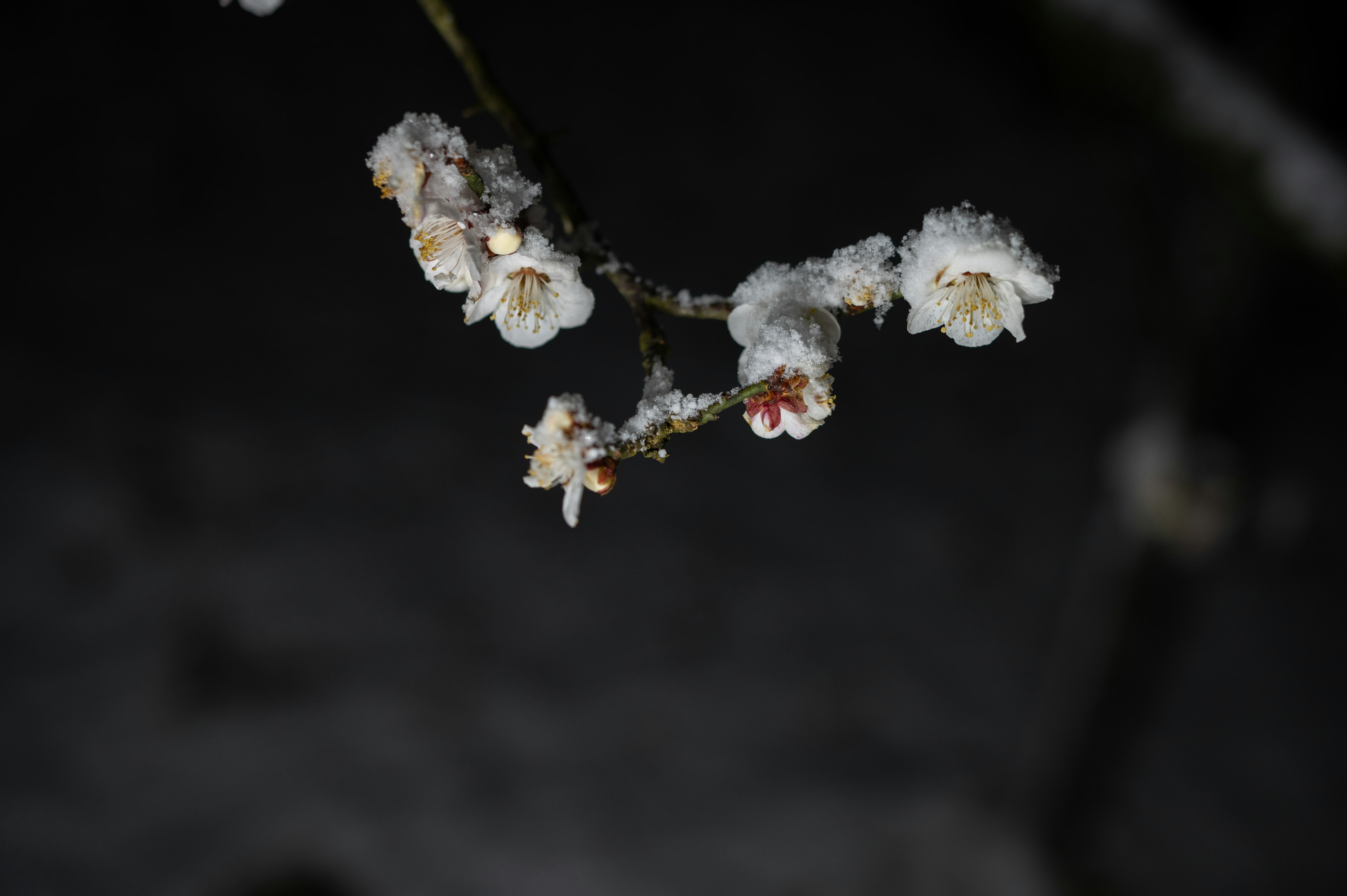 Branche avec des fleurs blanches couvertes de neige