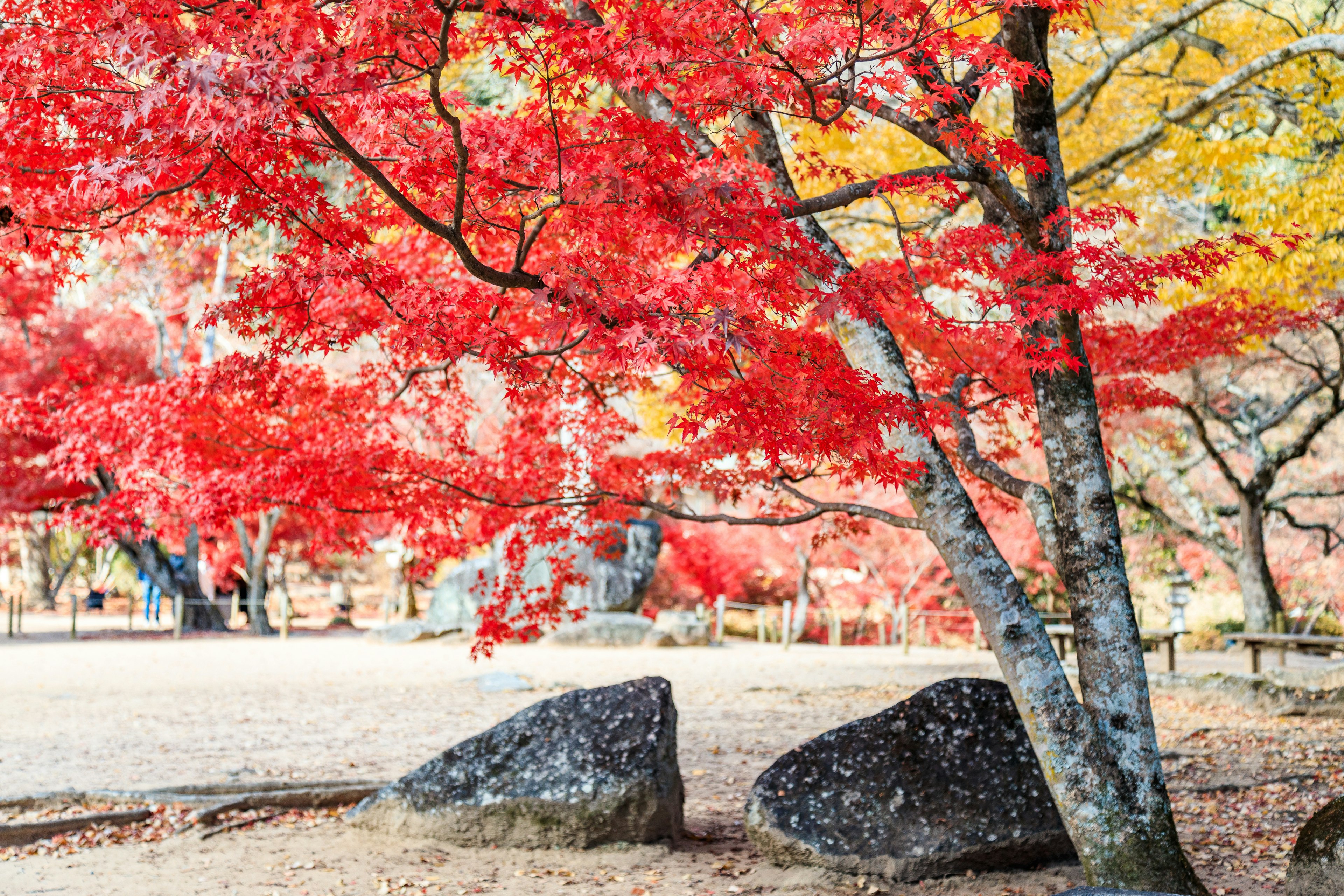 赤い紅葉と黄色い葉の木がある風景の中に大きな岩