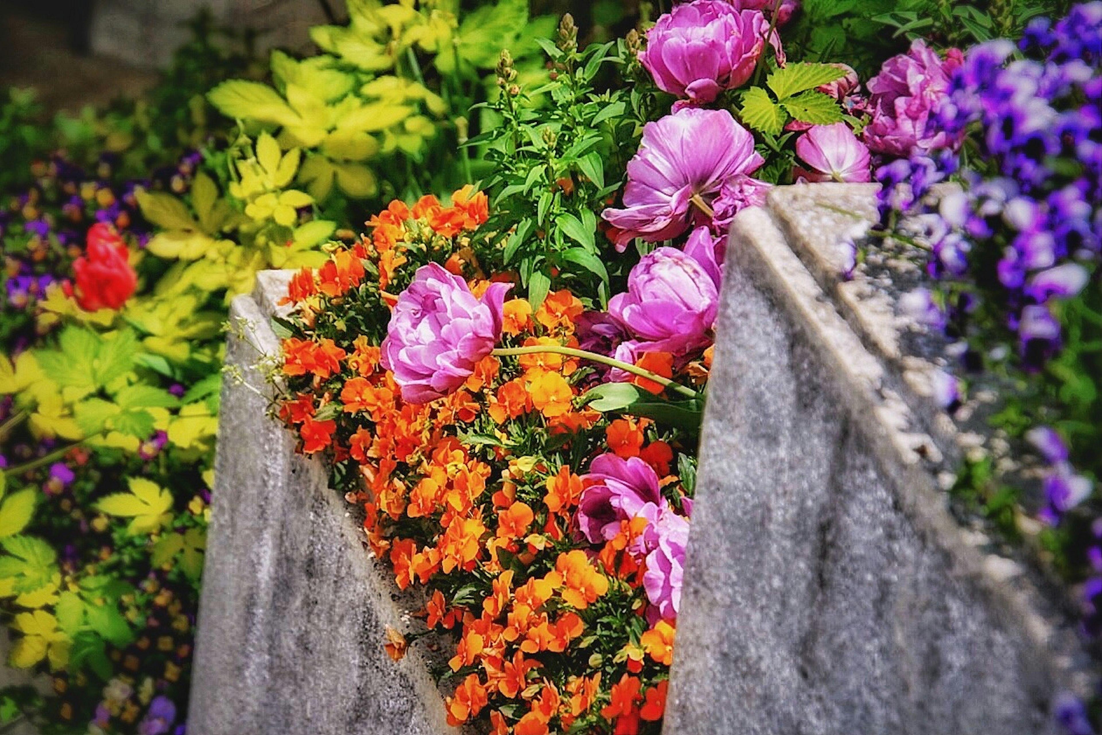 Escena de jardín vibrante con flores coloridas floreciendo en un borde de concreto con flores naranjas y rosas