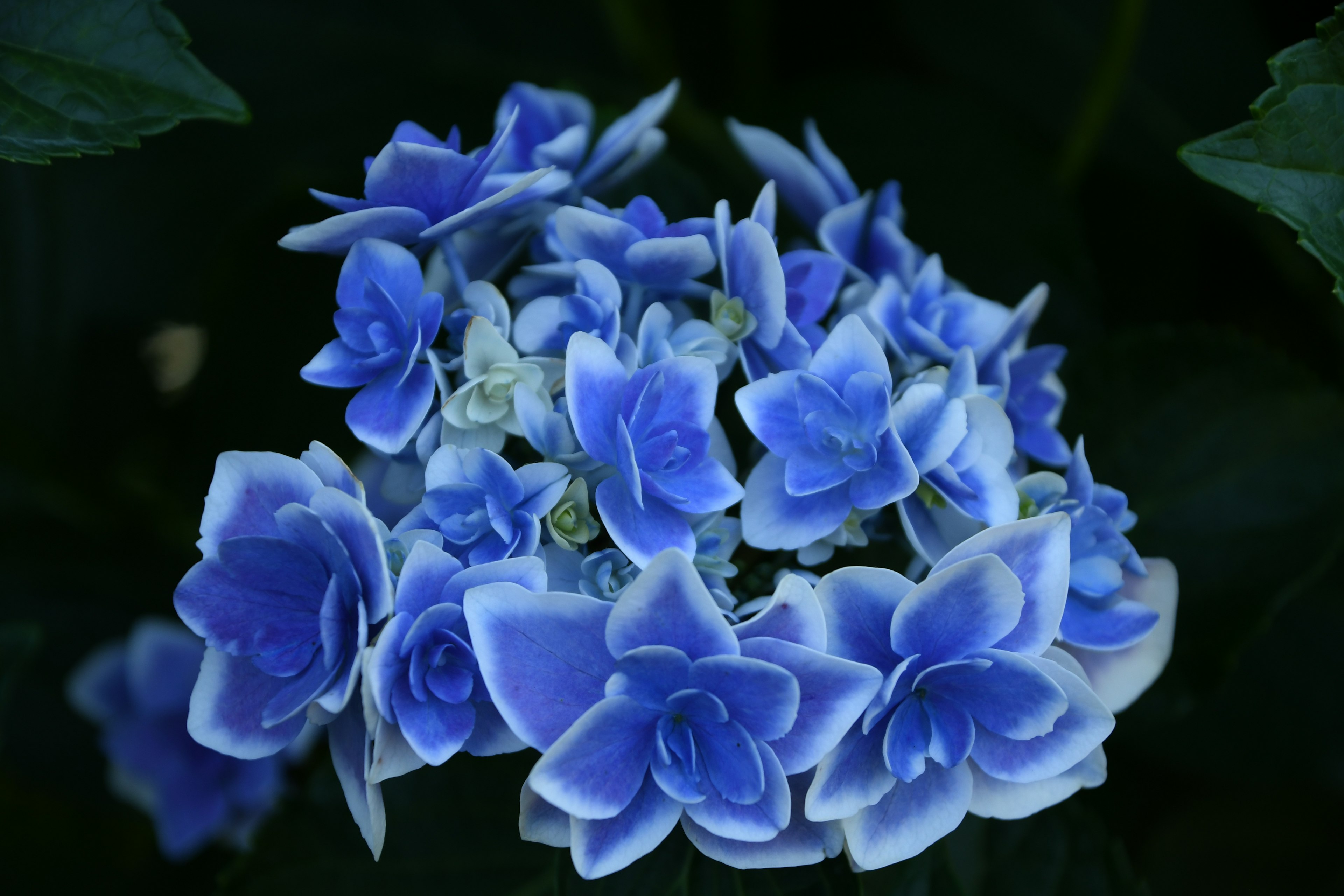 Schöner Strauß blauer Blumen