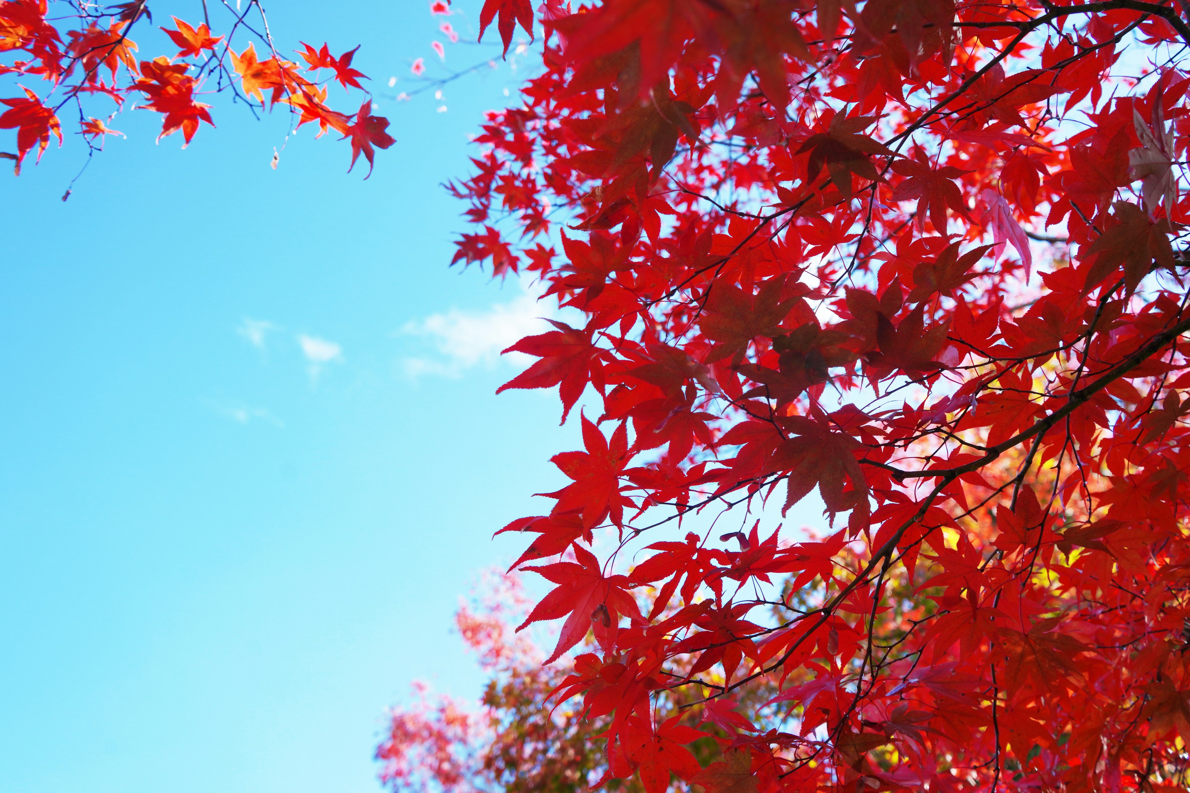 Lebendige rote Ahornblätter vor einem klaren blauen Himmel