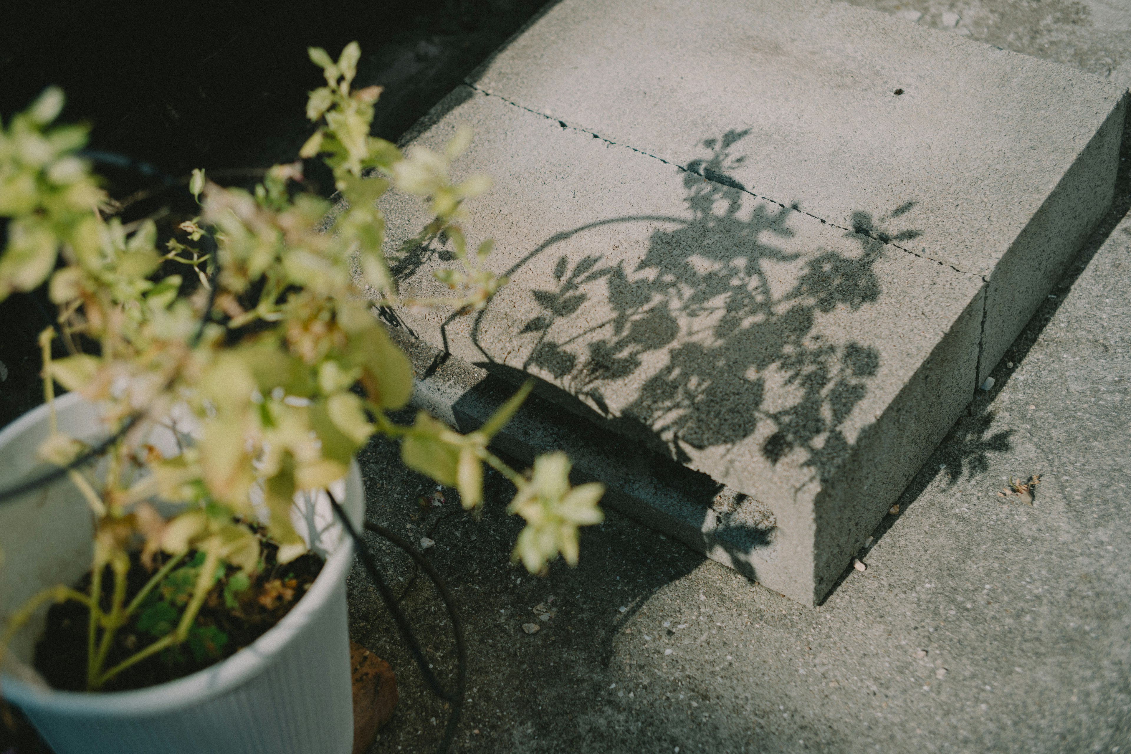 鉢植えの植物とその影がコンクリートの上に映るシーン