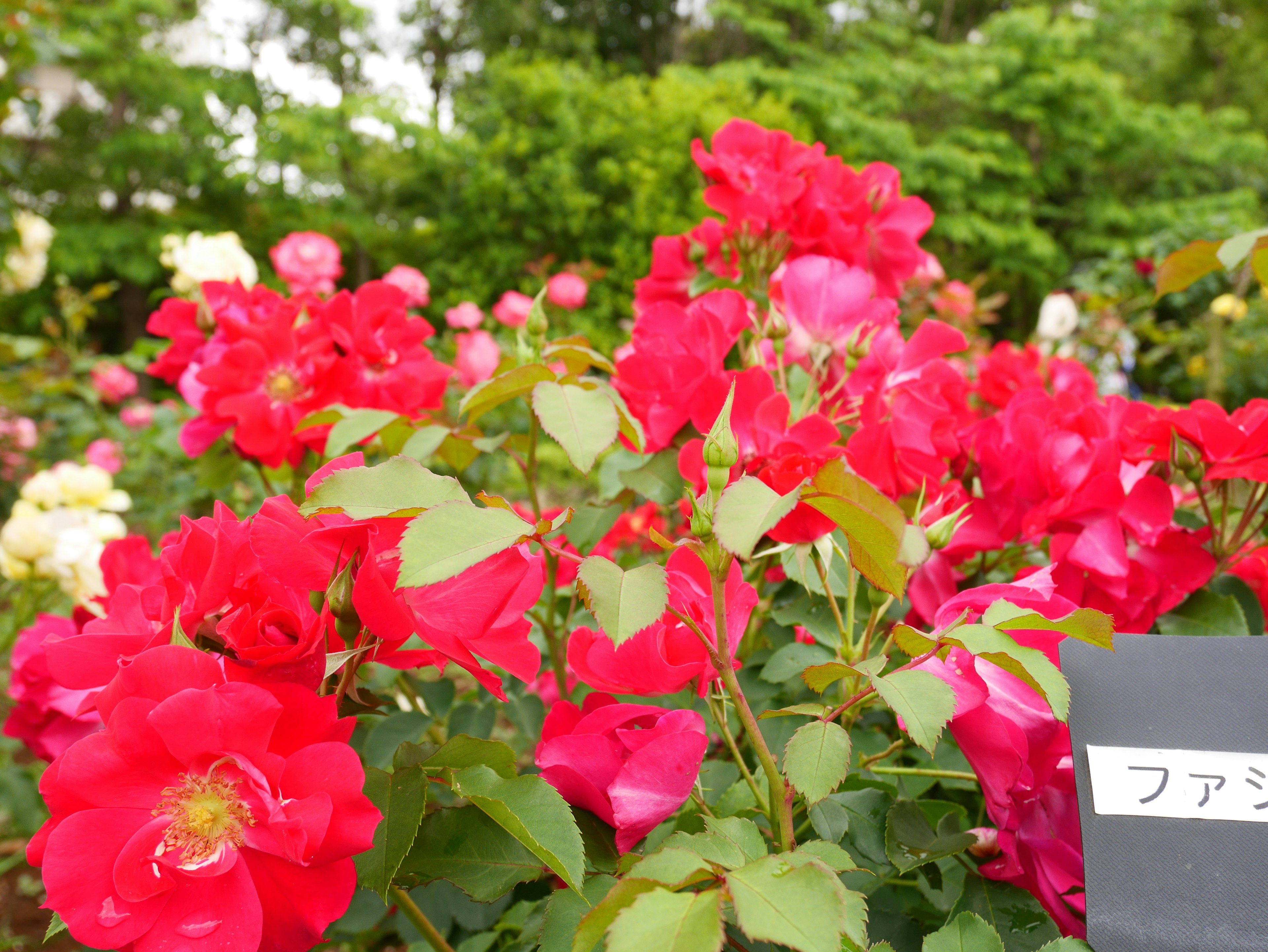 Roses rouges vibrantes en fleurs avec des feuilles vertes en arrière-plan