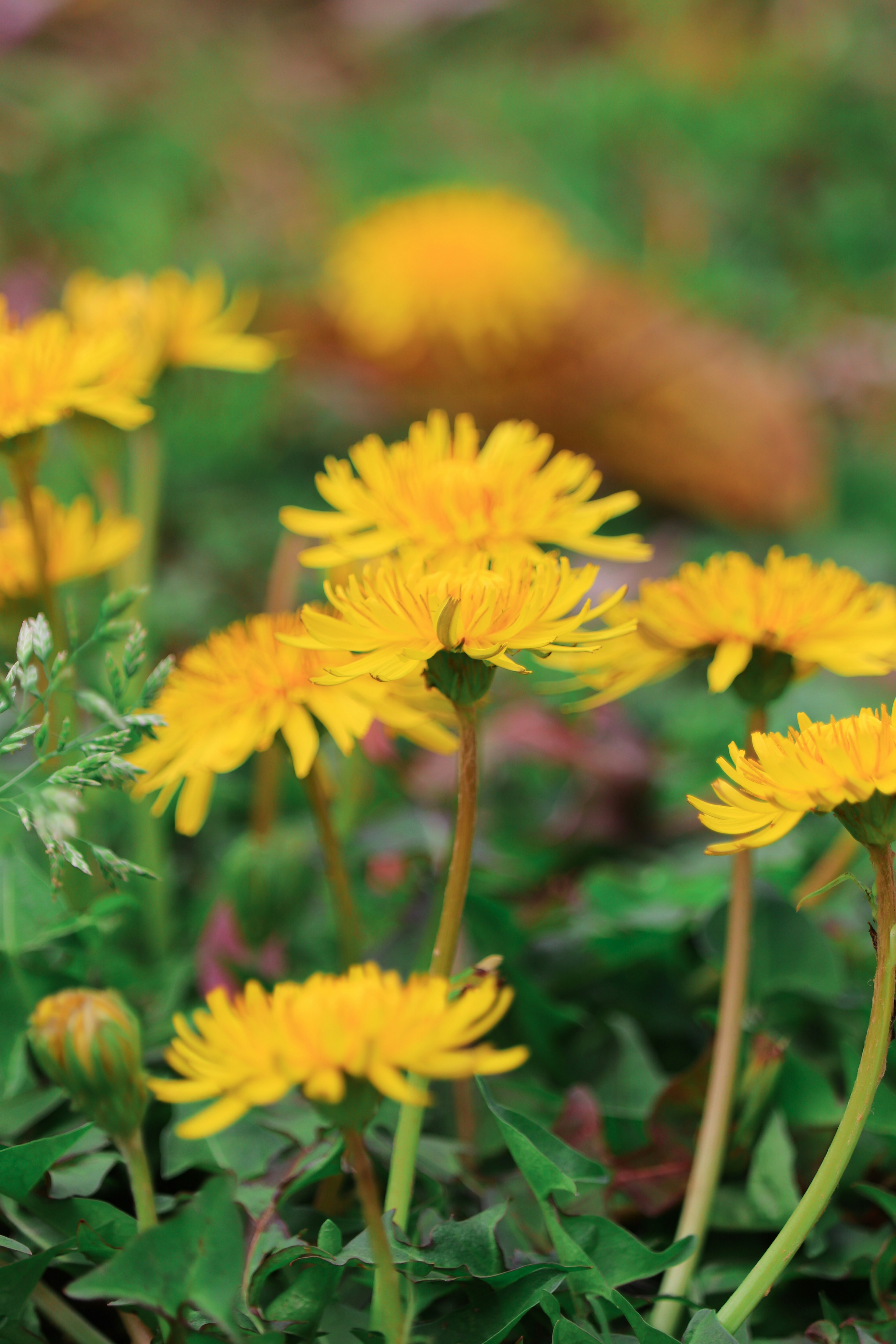 Grupo de flores de diente de león amarillas brillantes en hierba verde