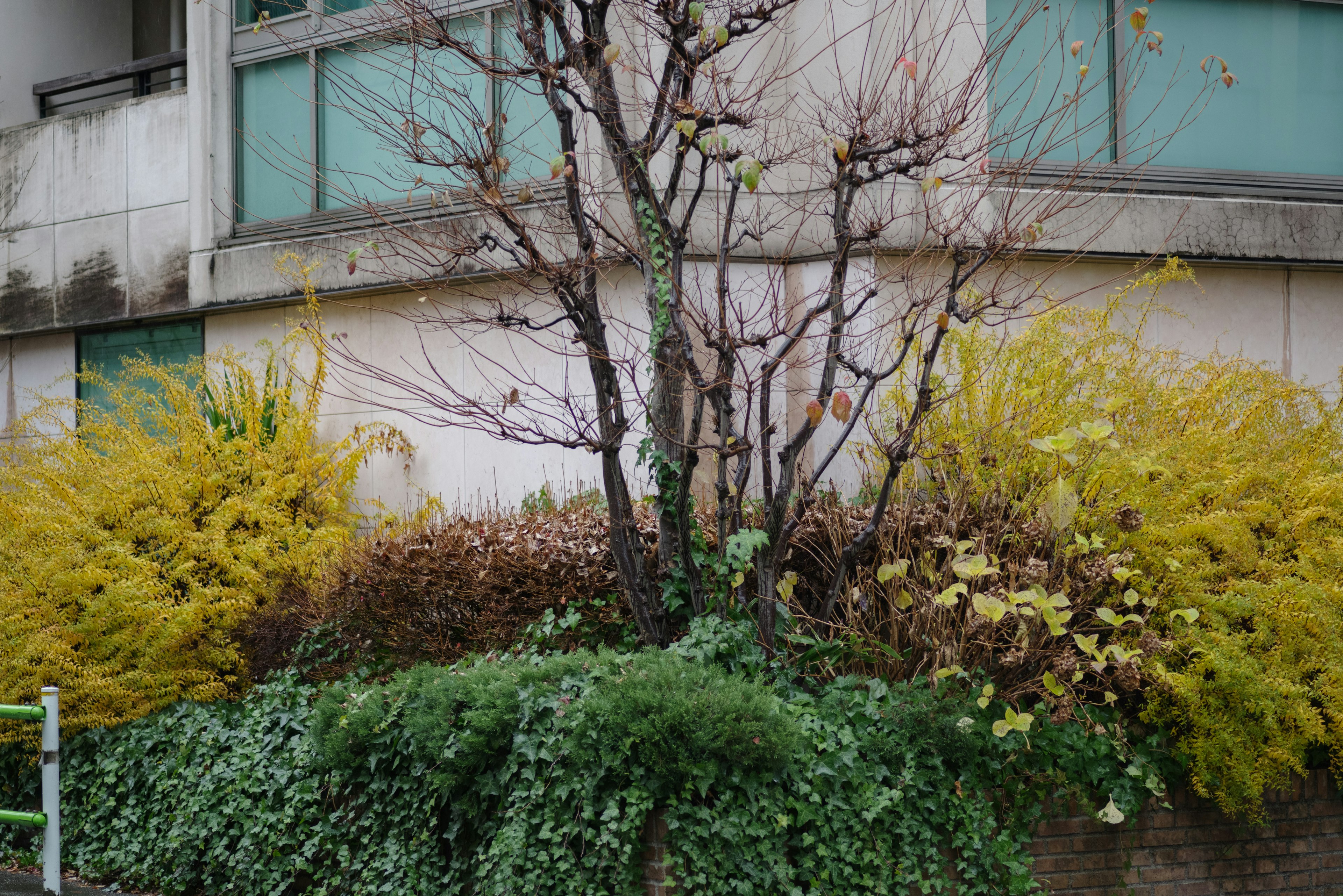 Scena all'aperto con un albero spoglio e piante gialle