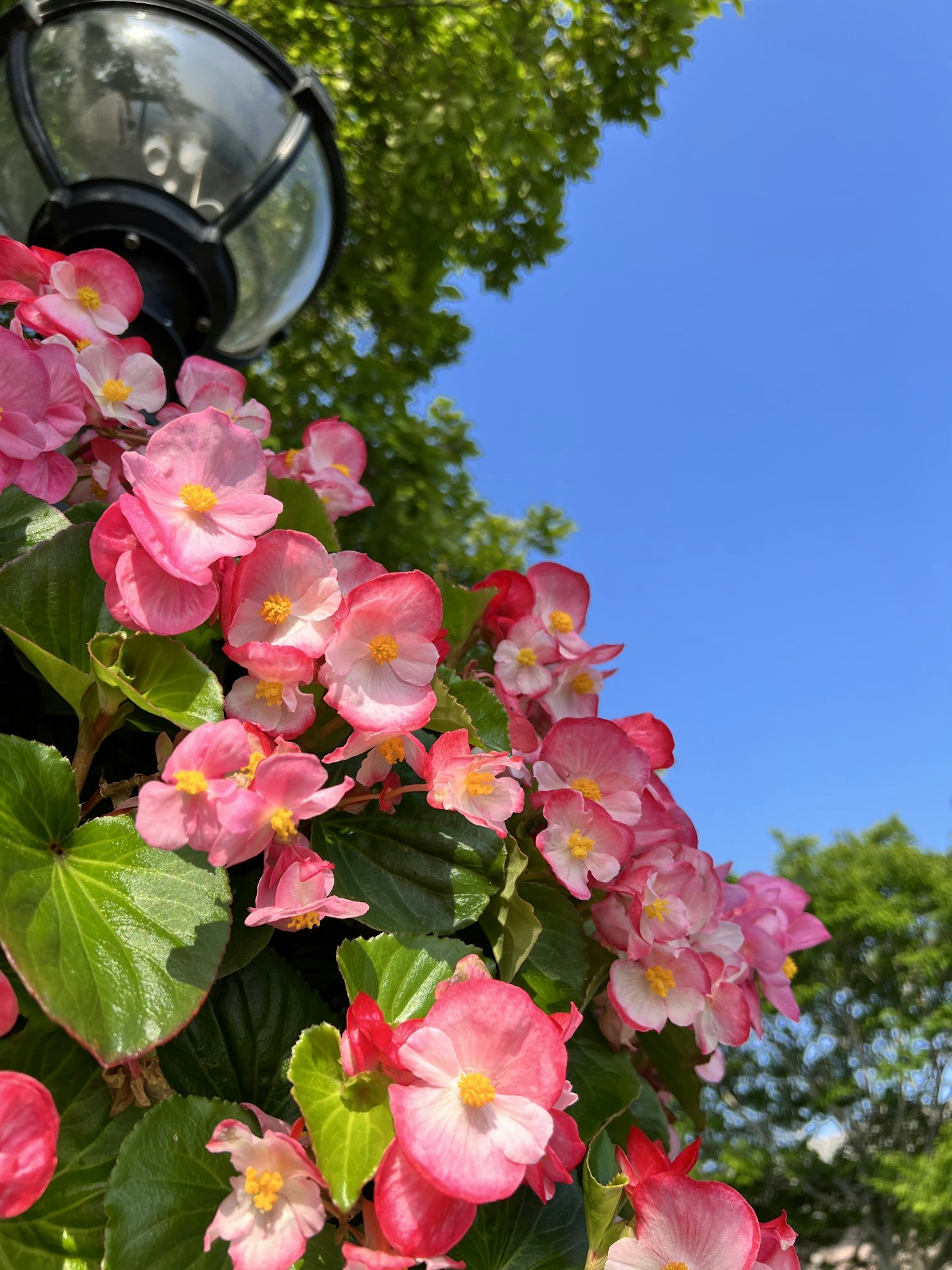 Pink begonia flowers blooming under a bright blue sky with a street lamp