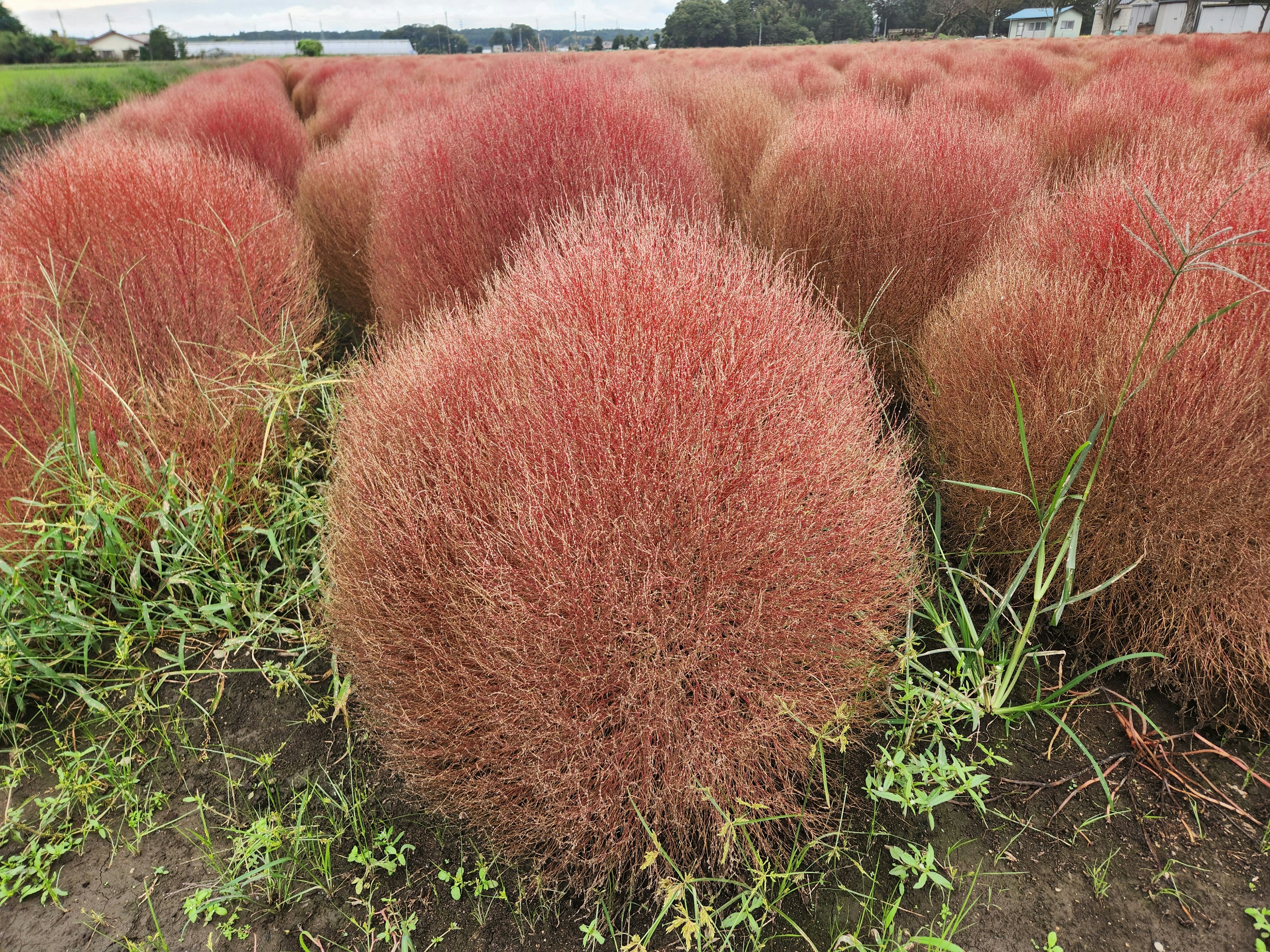 Eine Landschaft mit Gruppen roter Kochia-Pflanzen