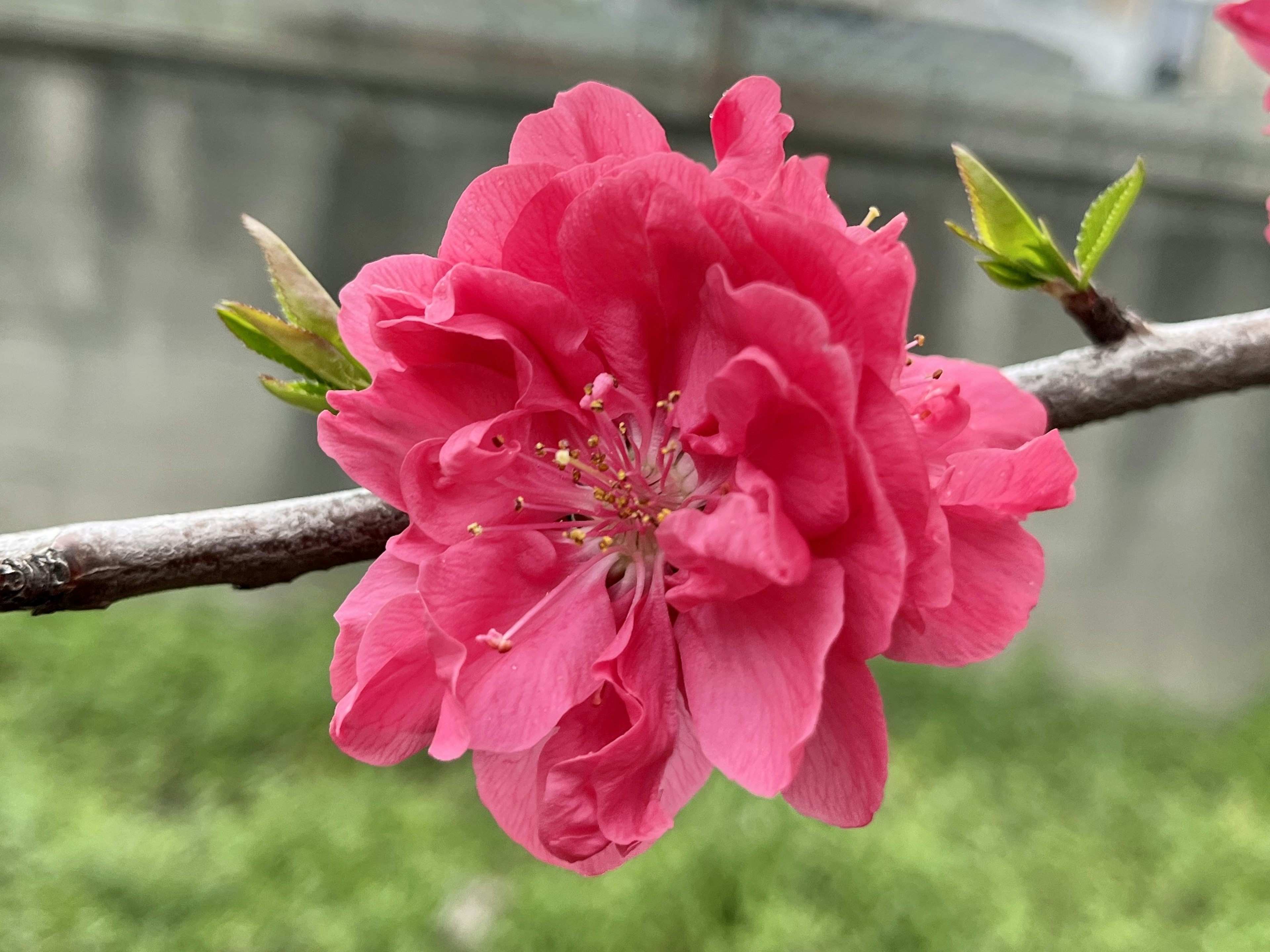 Close-up of a vibrant pink flower blooming on a branch