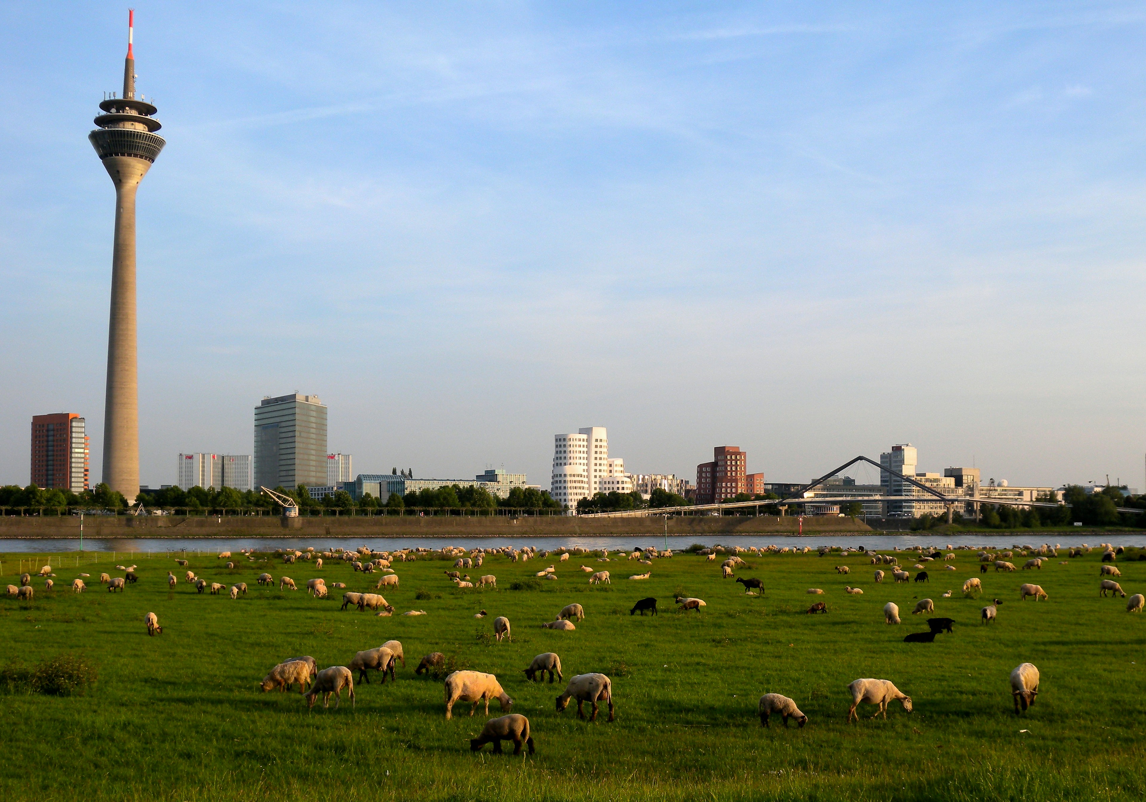 Torre de televisión de Düsseldorf con un rebaño de ovejas pastando en un prado verde