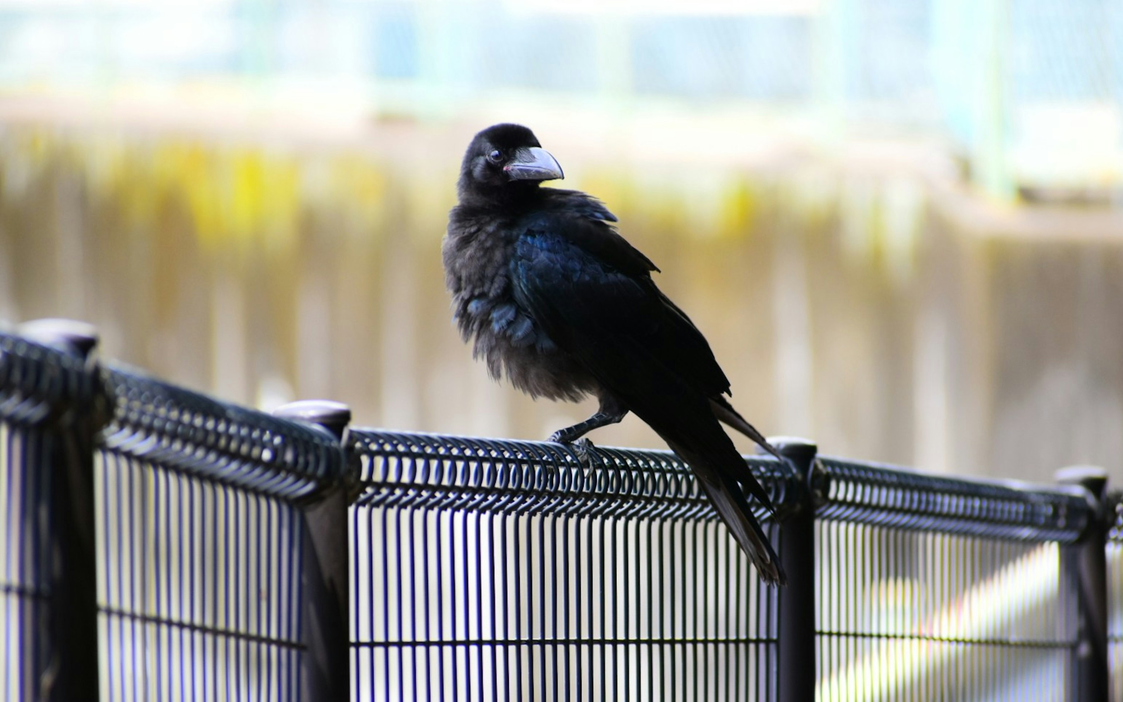 A black bird perched on a fence