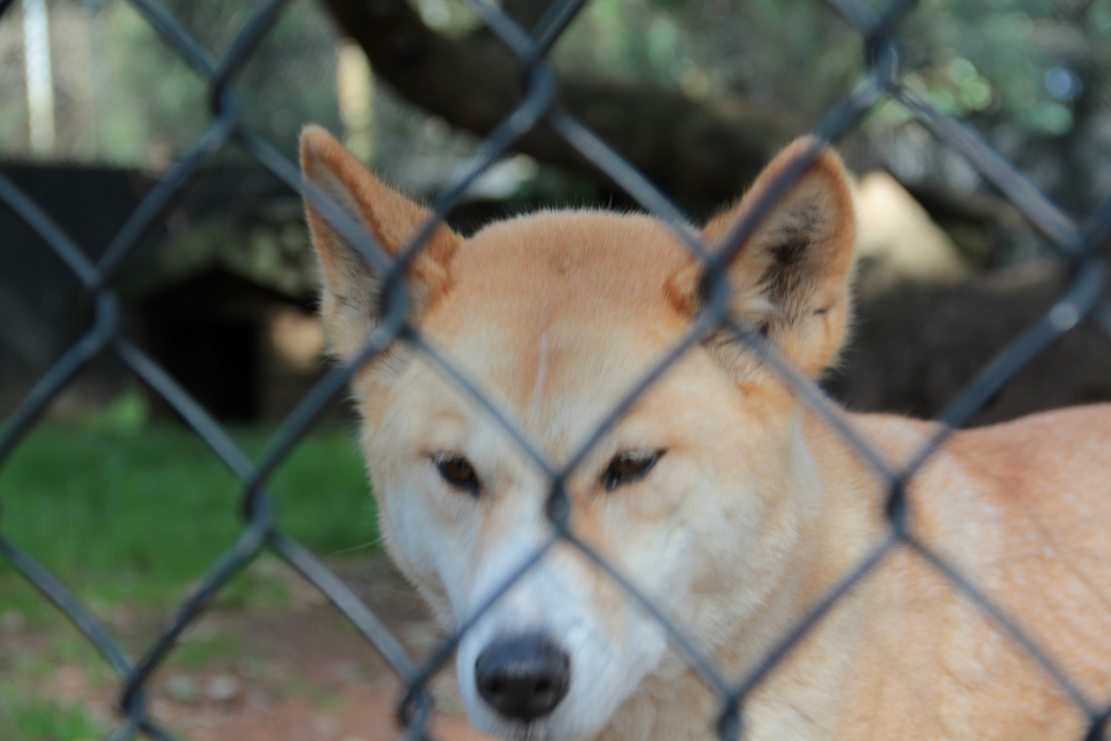 Close-up of a Shiba Inu behind a fence with a squinting expression