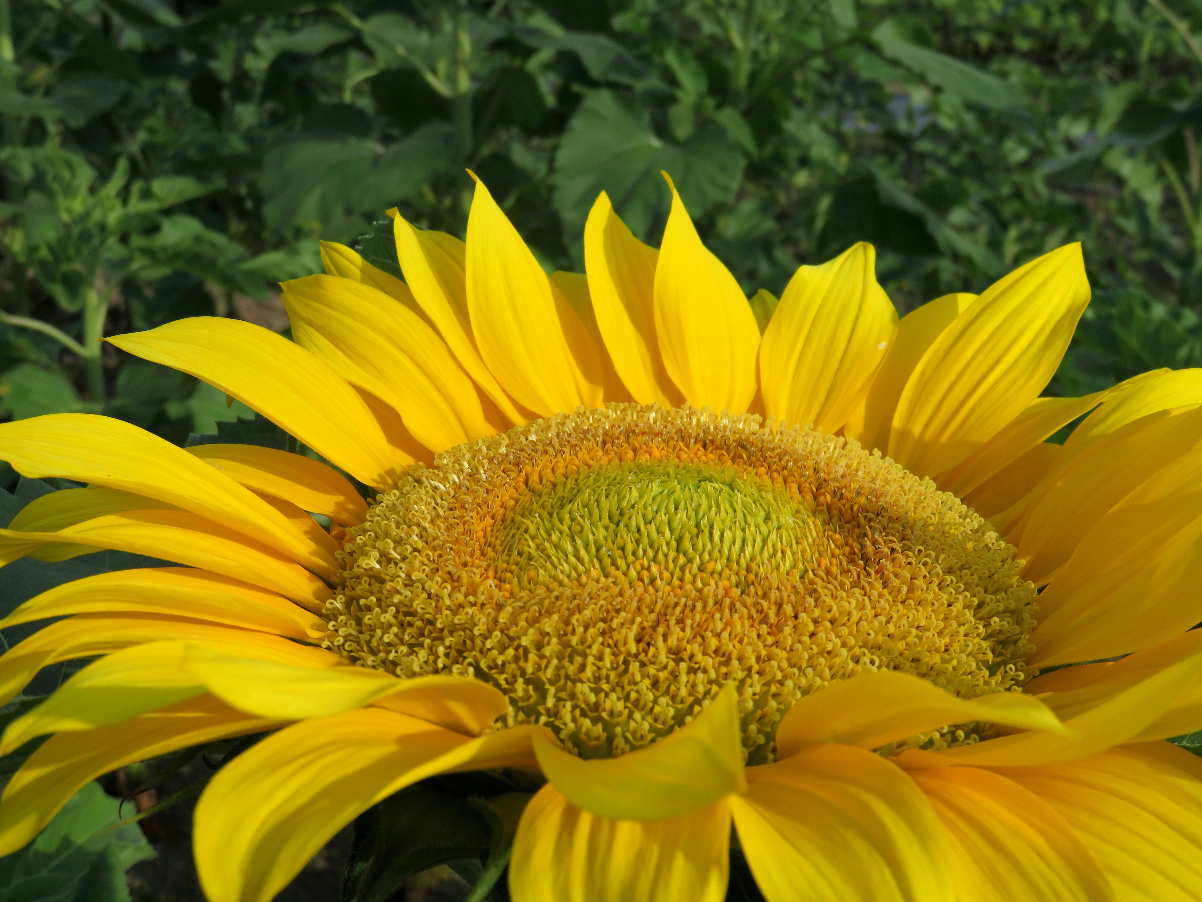 Close-up of a large sunflower with bright yellow petals and a green center structure