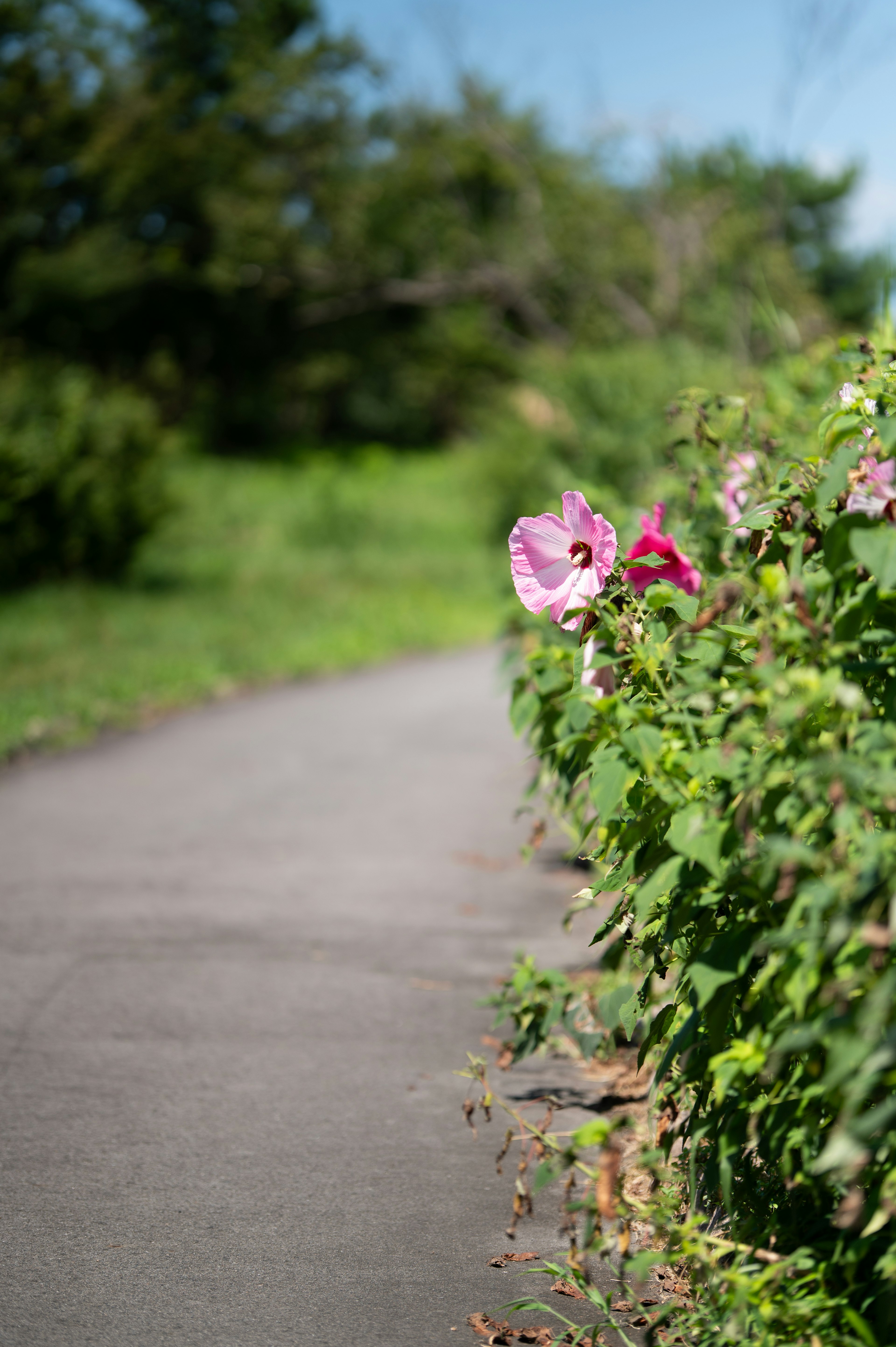 Pflasterweg mit bunten Blumen entlang des grünen Laubs