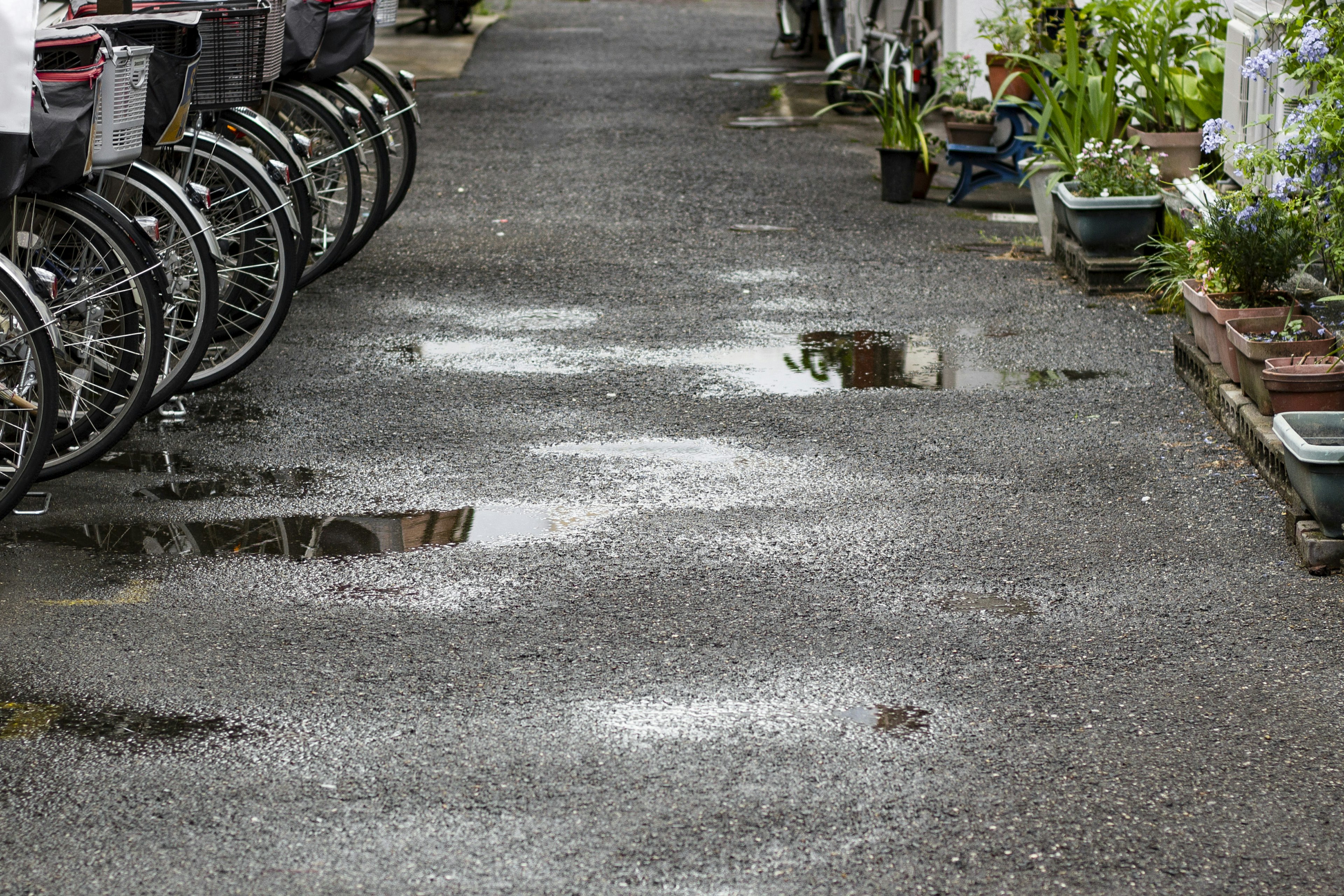 Chemin en asphalte mouillé avec des flaques et des vélos alignés