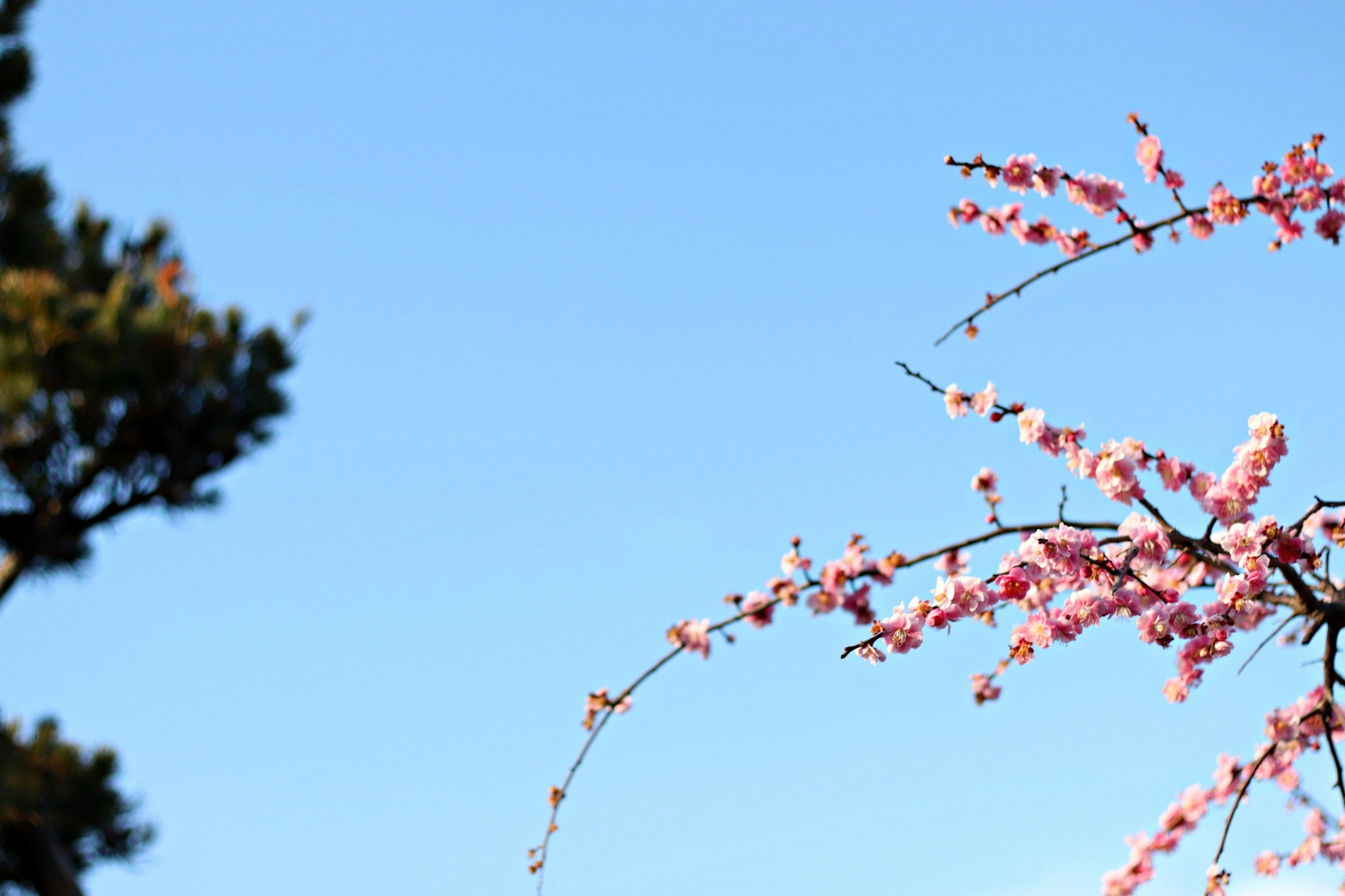 Fiori di ciliegio in fiore contro un cielo blu